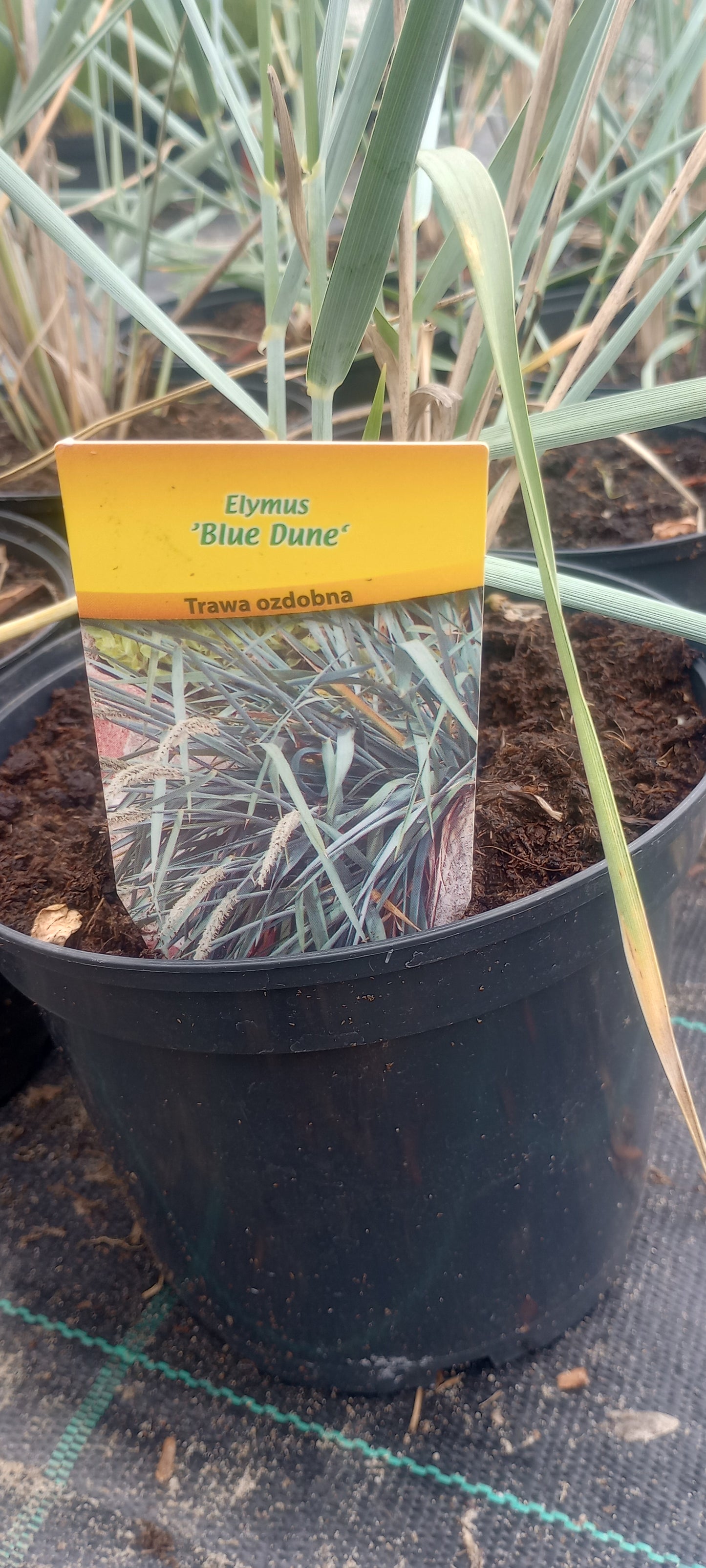Wydmuchrzyca piaskowa 'Blue Dune'