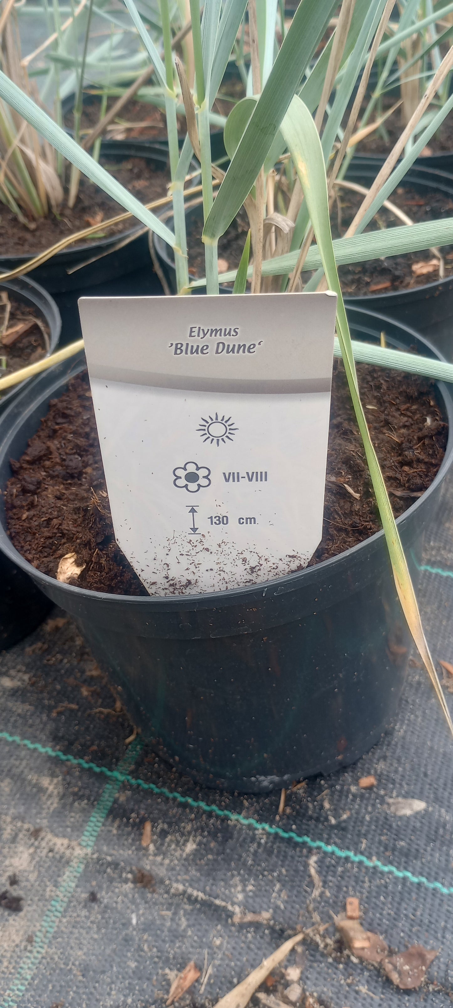 Wydmuchrzyca piaskowa 'Blue Dune'