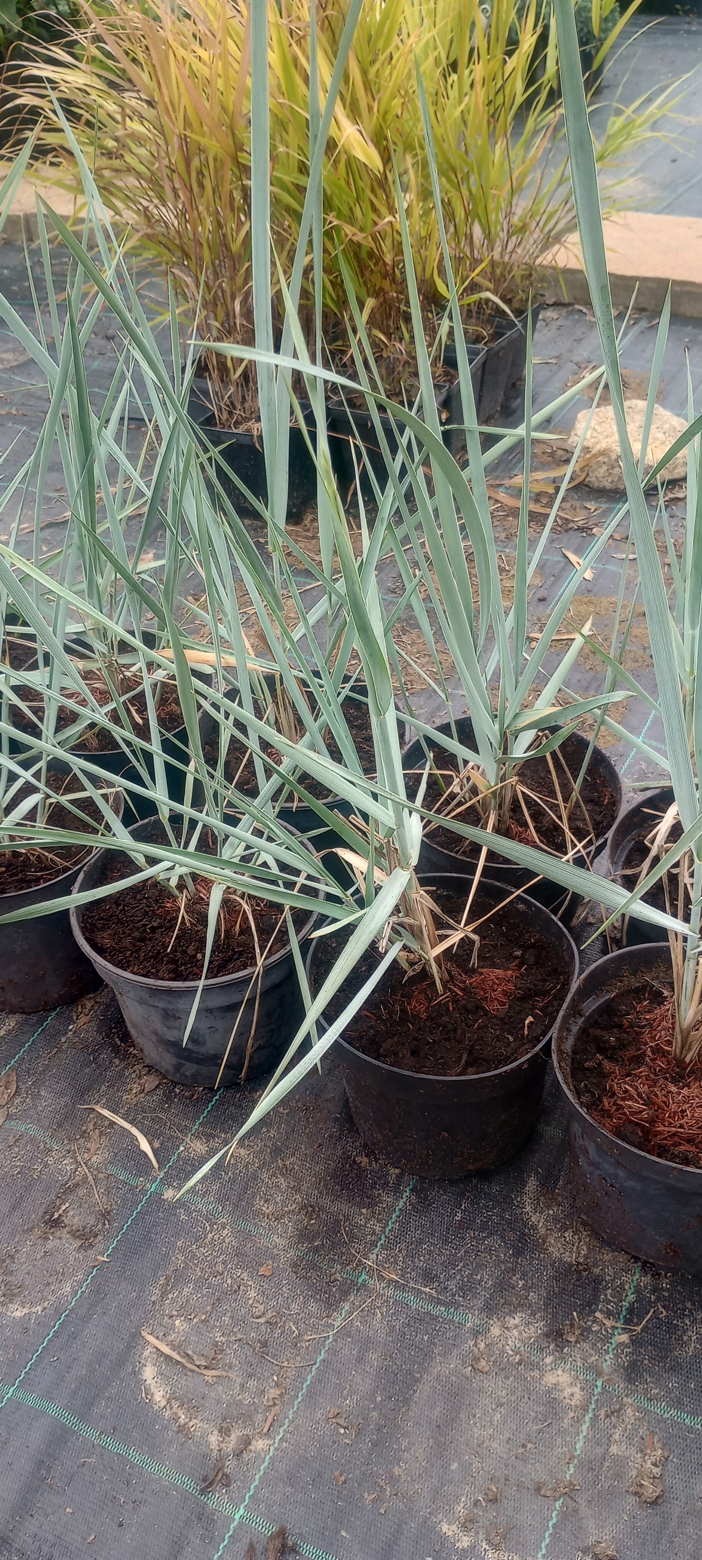 Wydmuchrzyca piaskowa 'Blue Dune'