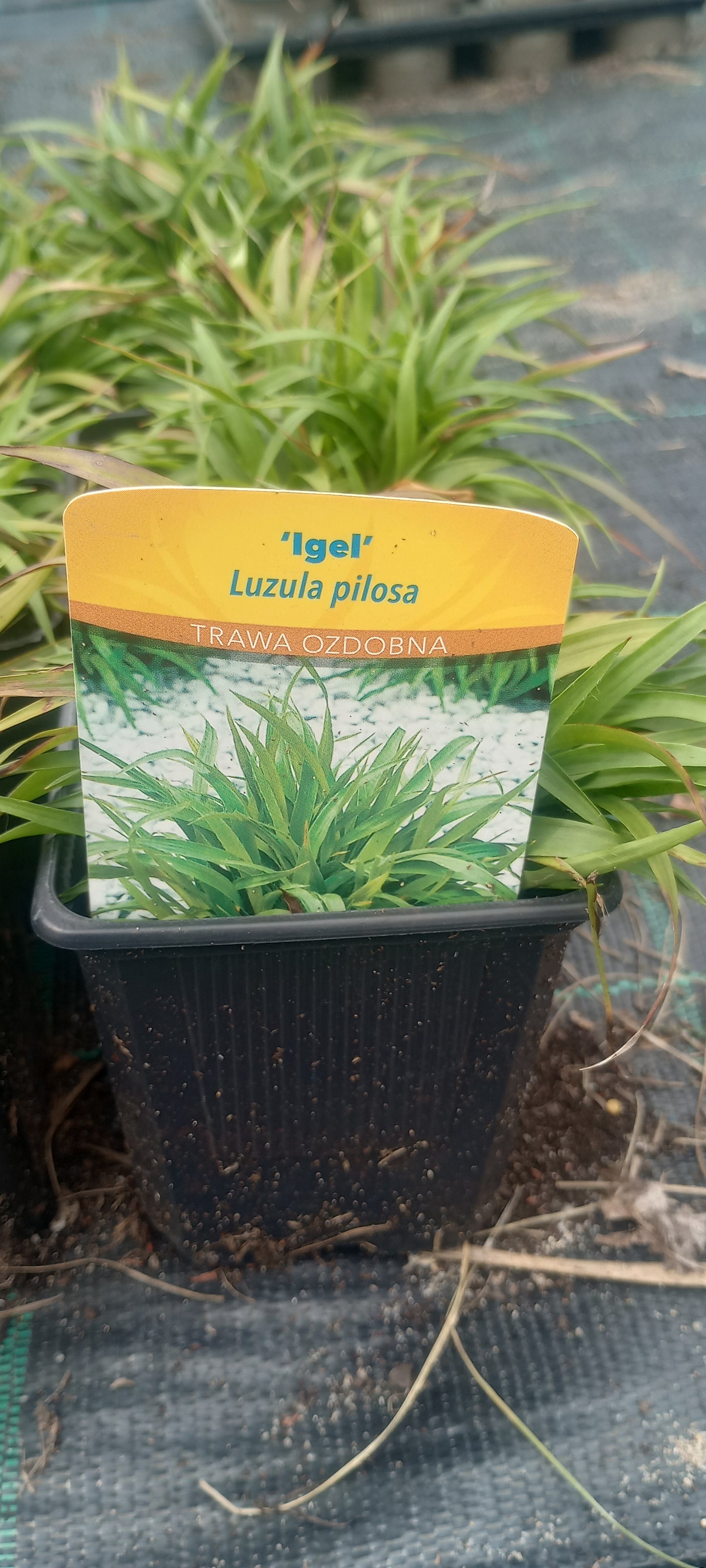 Kosmatka owłosiona 'Igel' Luzula pilosa
