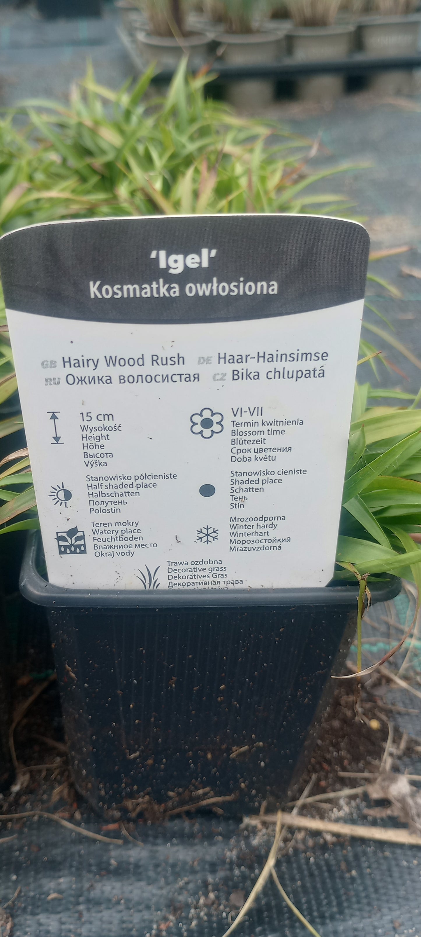 Kosmatka owłosiona 'Igel' Luzula pilosa