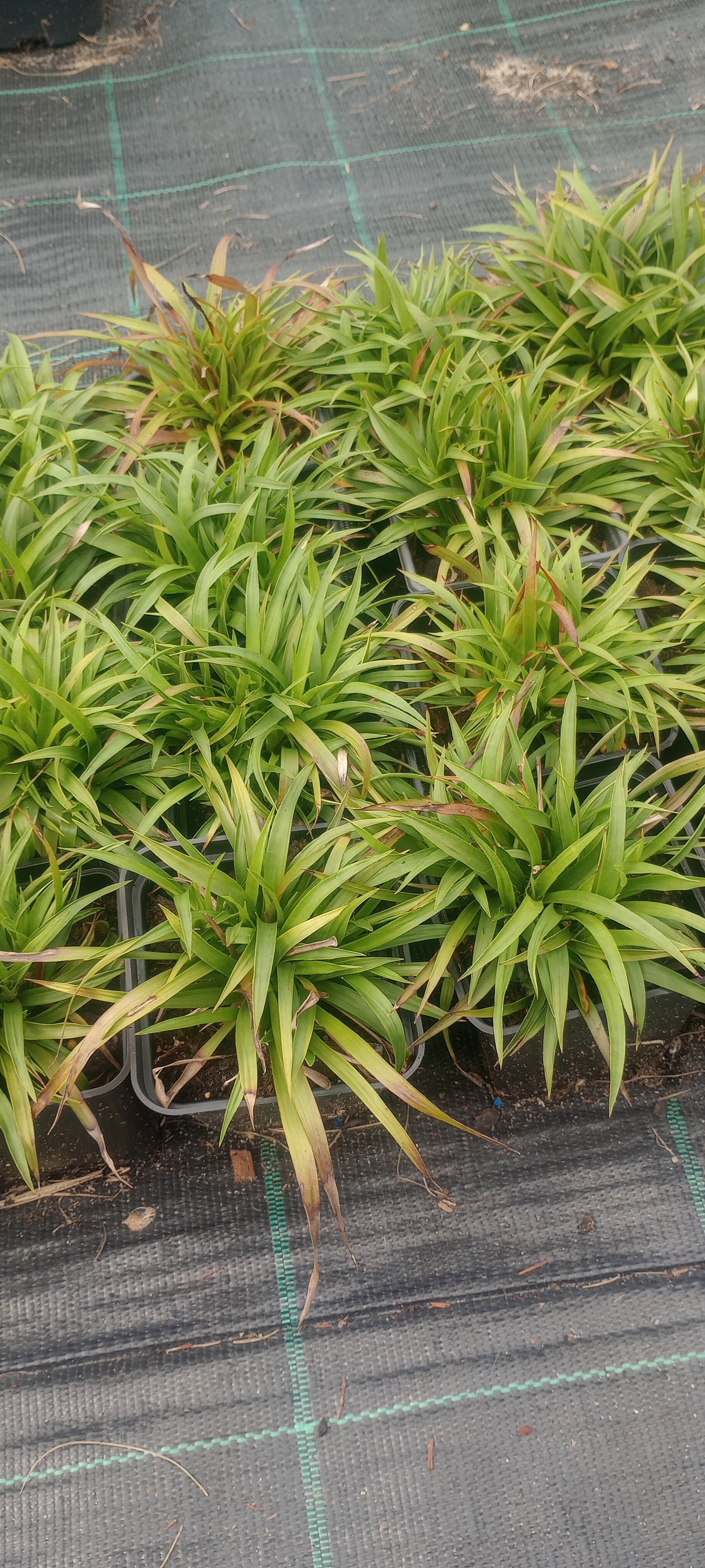Kosmatka owłosiona 'Igel' Luzula pilosa