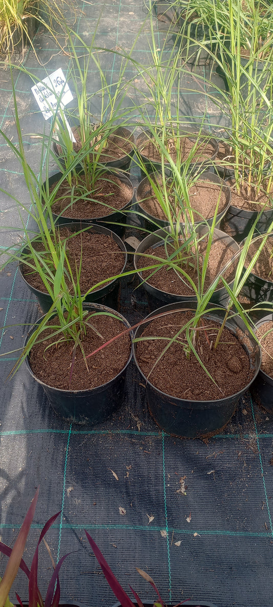 Miskant chiński 'Red Arrow'