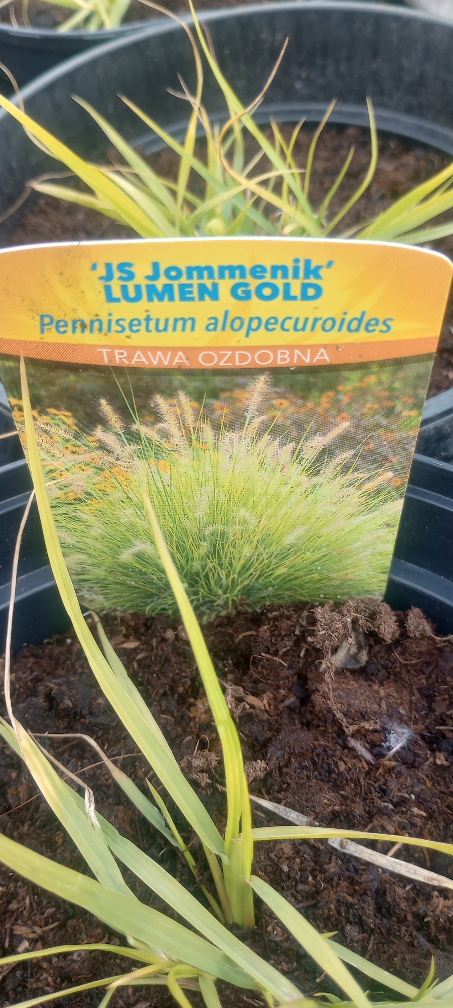 Rozplenica japońska - (Lumen Gold) JS Jommenik PBR