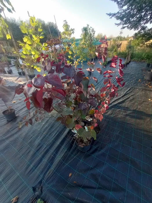 Judaszowiec kanadyjski MERLOT Cercis canadensis