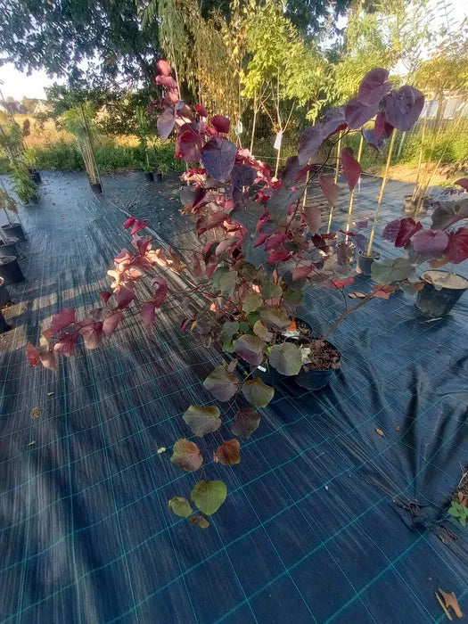 Judaszowiec kanadyjski MERLOT Cercis canadensis