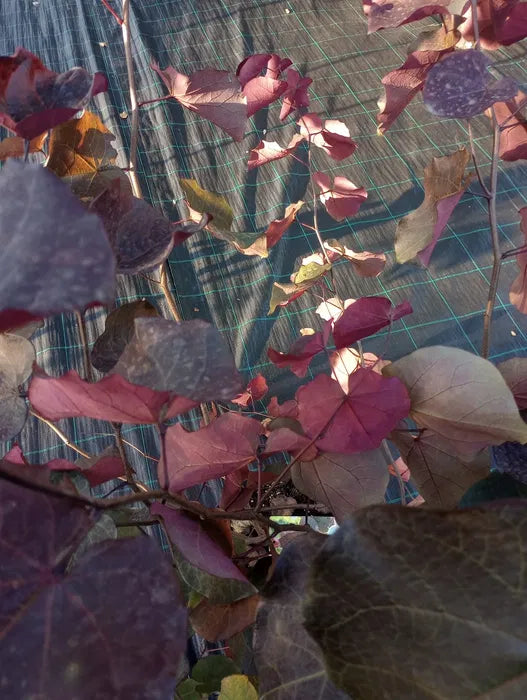 Judaszowiec kanadyjski MERLOT Cercis canadensis
