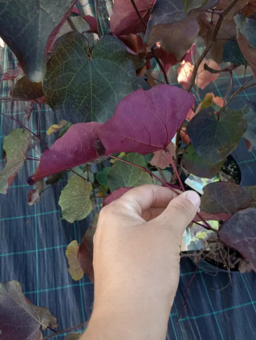 Judaszowiec kanadyjski MERLOT Cercis canadensis