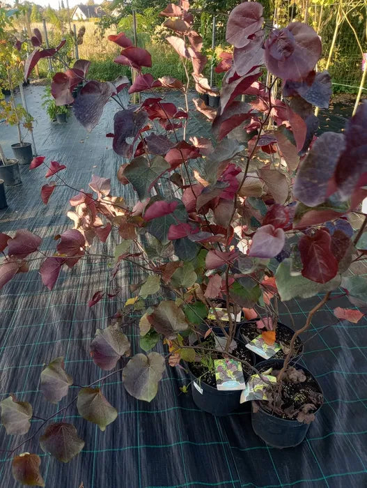 Judaszowiec kanadyjski MERLOT Cercis canadensis