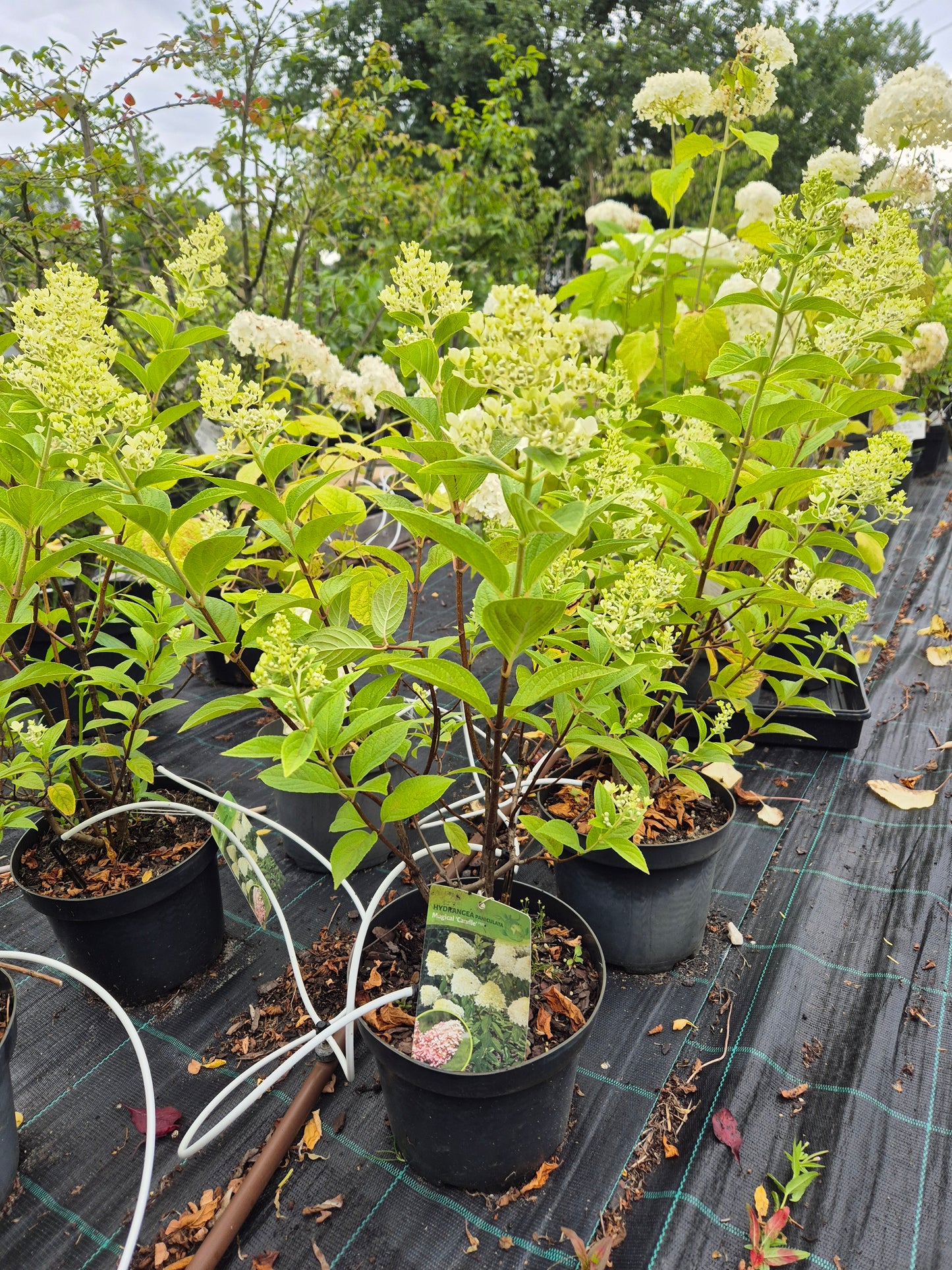 Hortensja bukietowa 'Magical Candle'