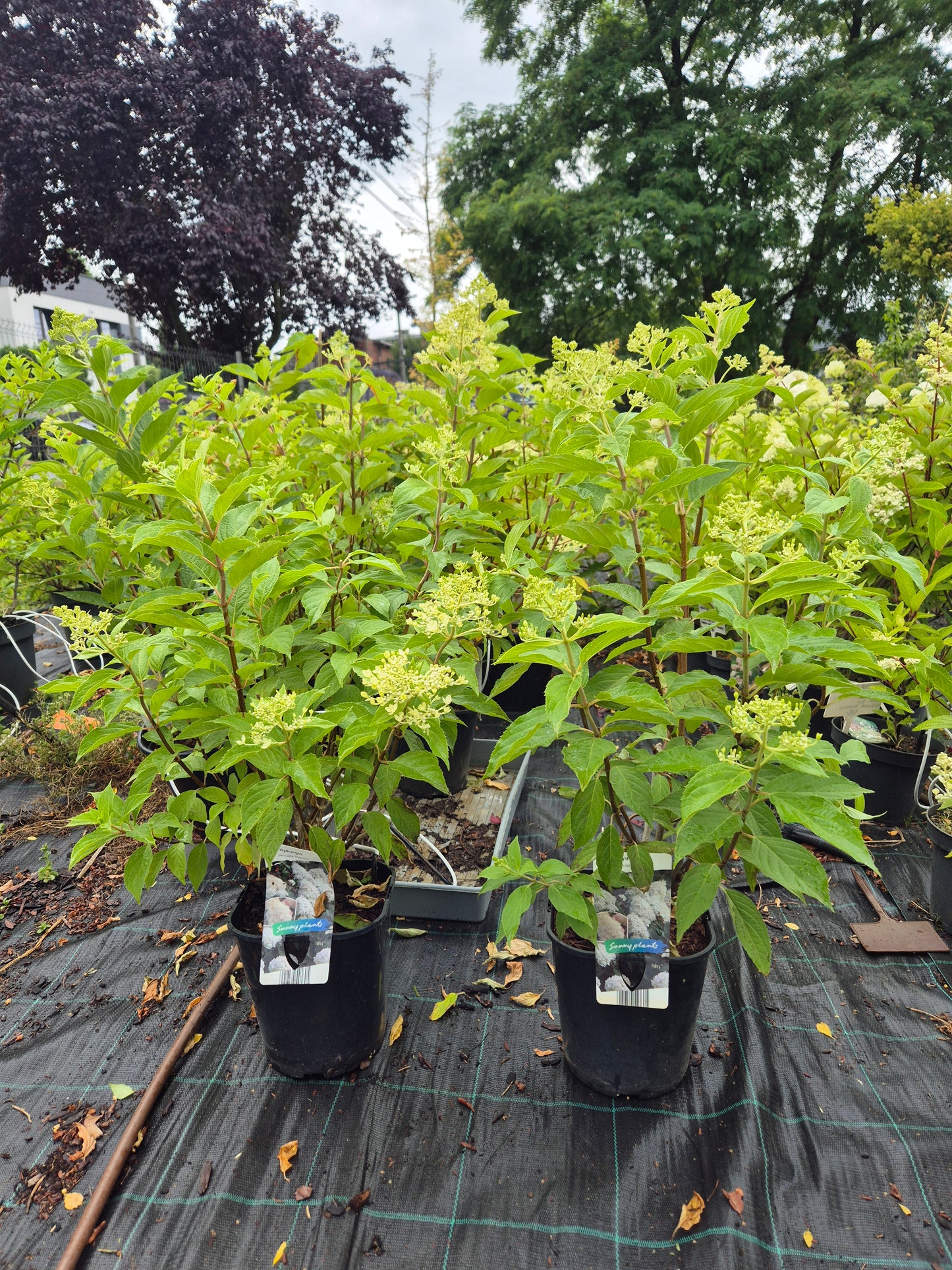 Hortensja bukietowa 'Phantom'