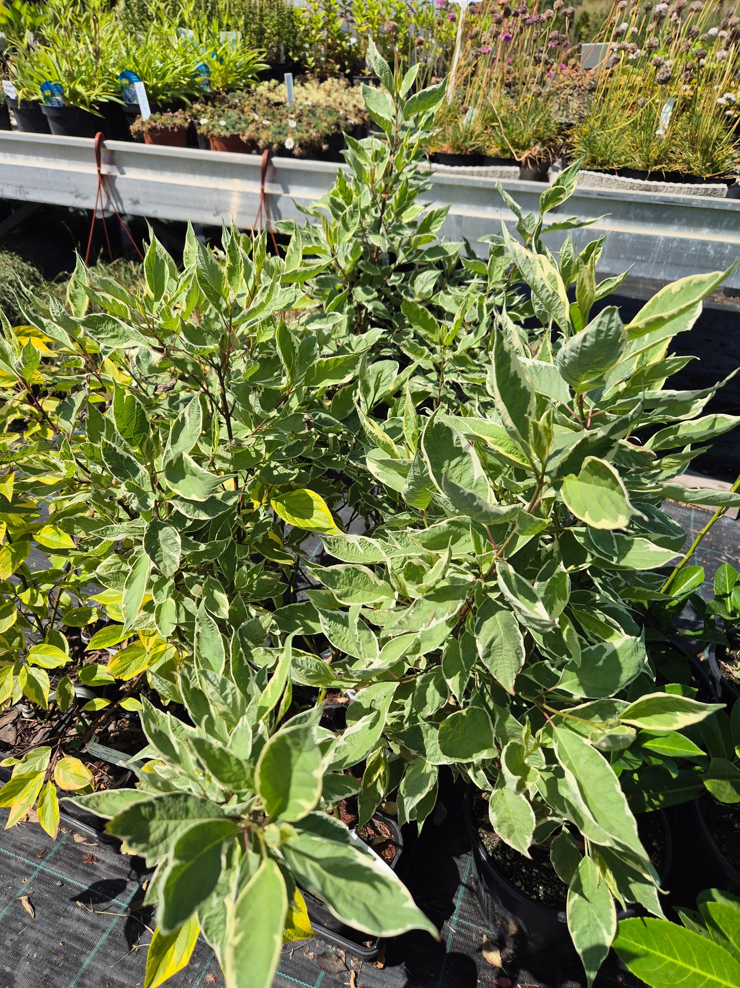 dereń biały Sibirica Variegata