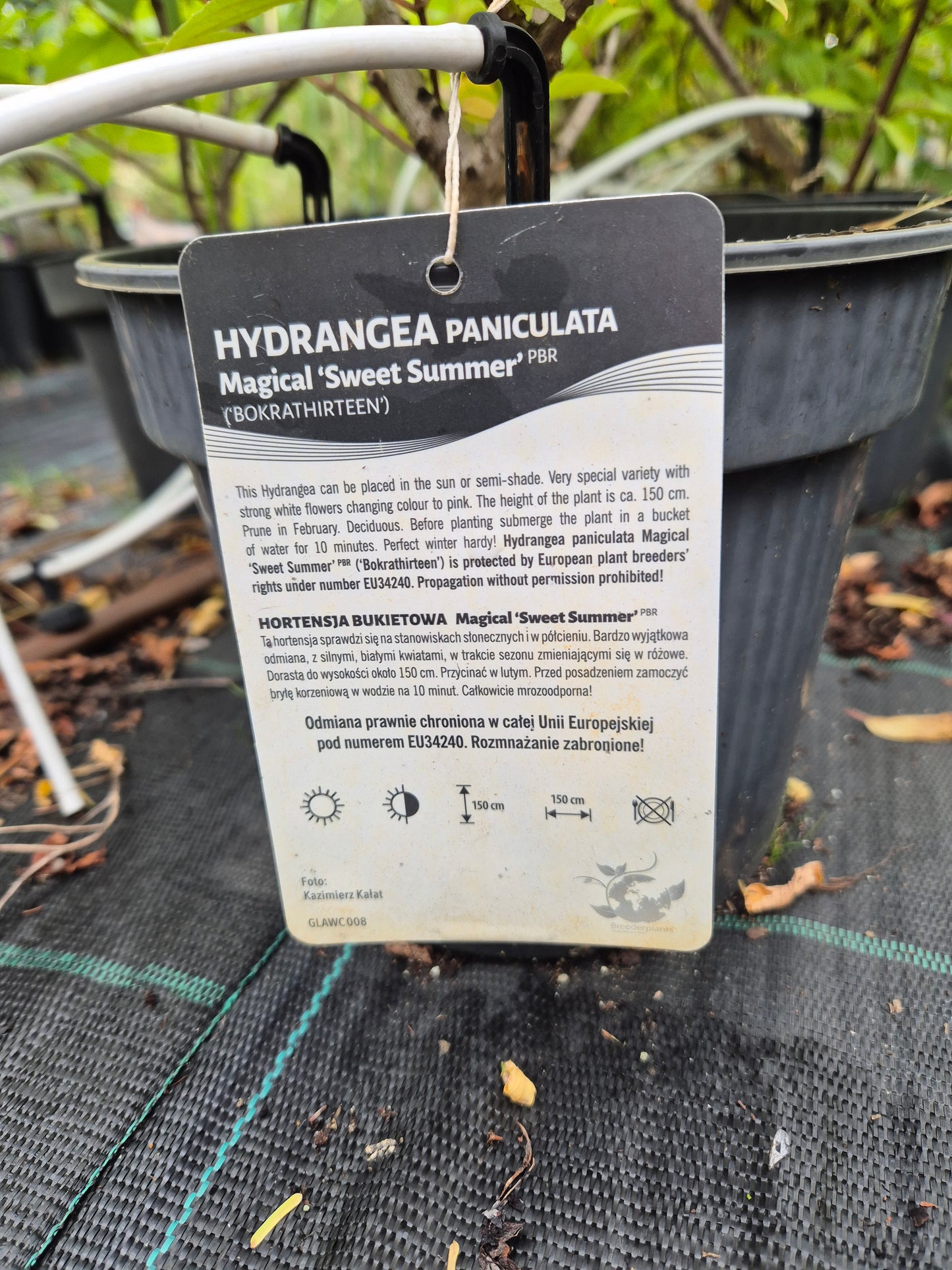 Hortensja bukietowa 'Magical Sweet Summer'