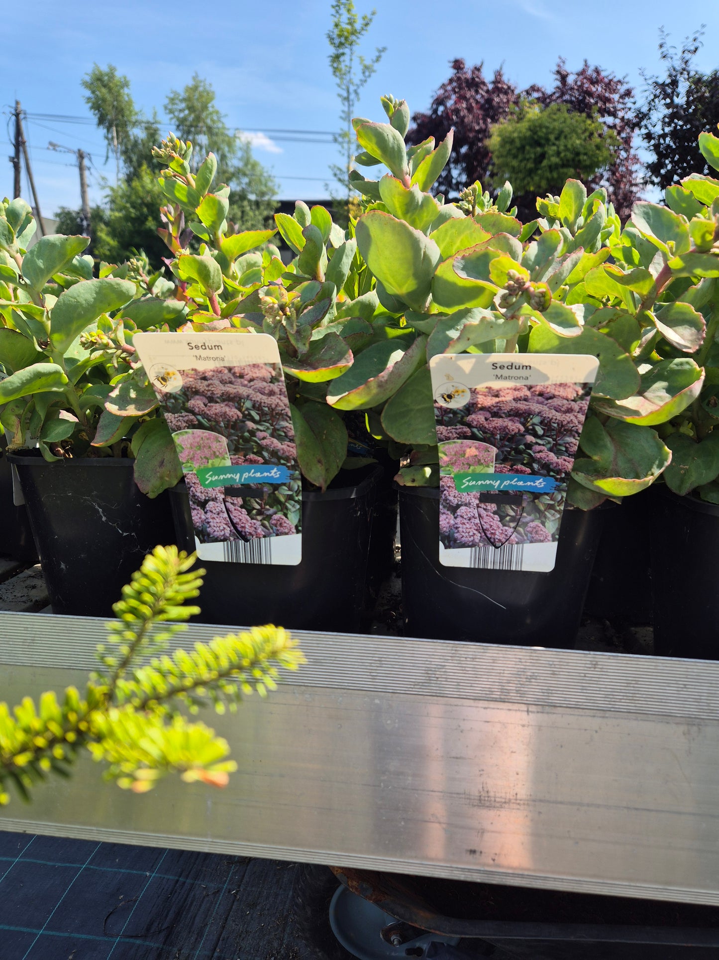 Rozchodnik Sedum "Matrona"