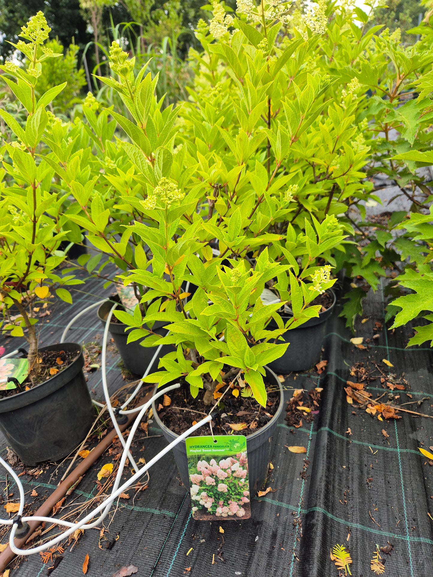 Hortensja bukietowa 'Magical Sweet Summer'