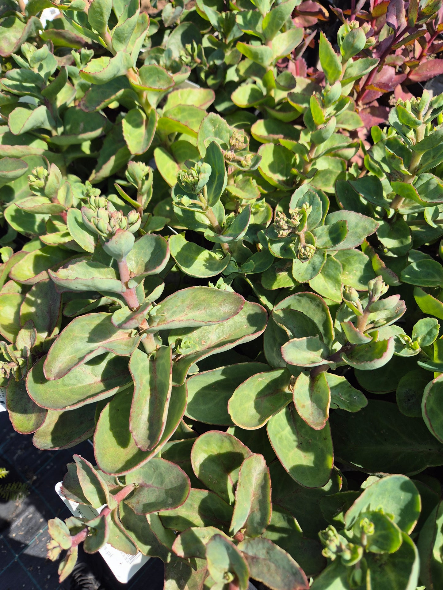 Rozchodnik Sedum "Matrona"