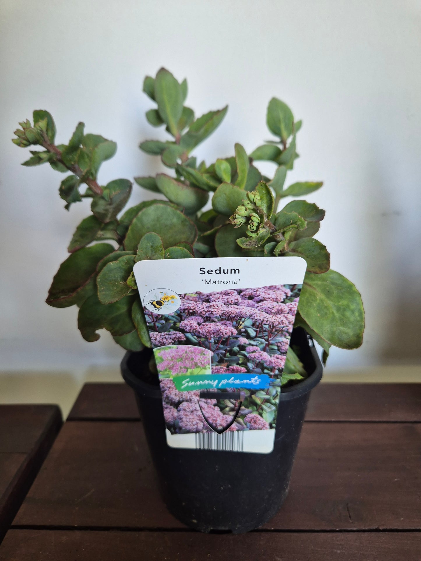 Rozchodnik Sedum "Matrona"