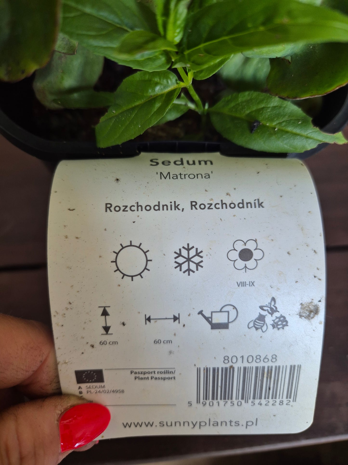 Rozchodnik Sedum "Matrona"
