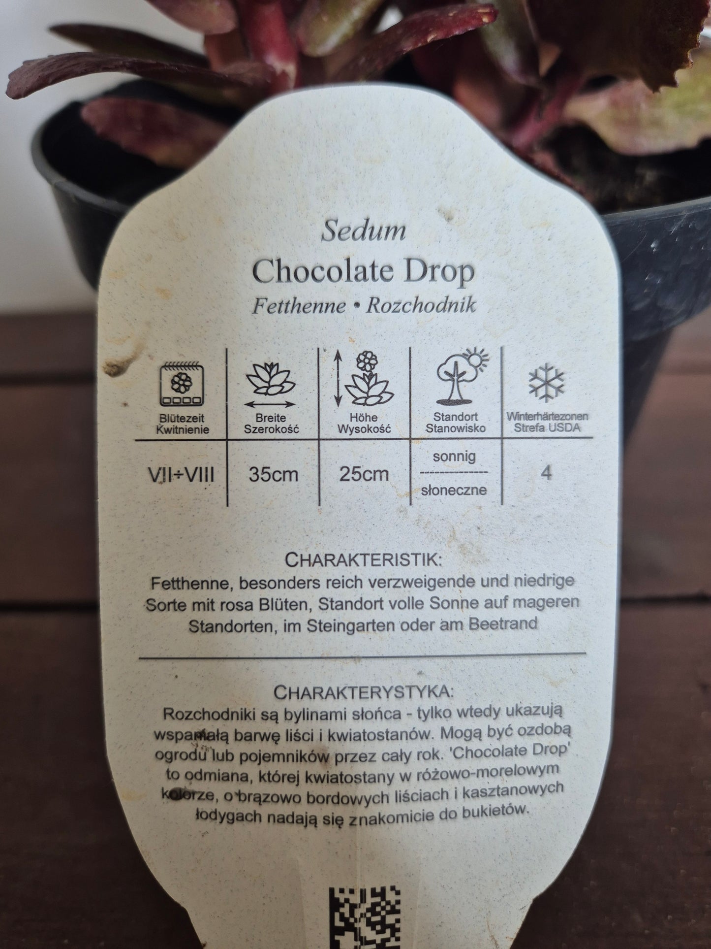 Rozchodnik Chocolate Drop