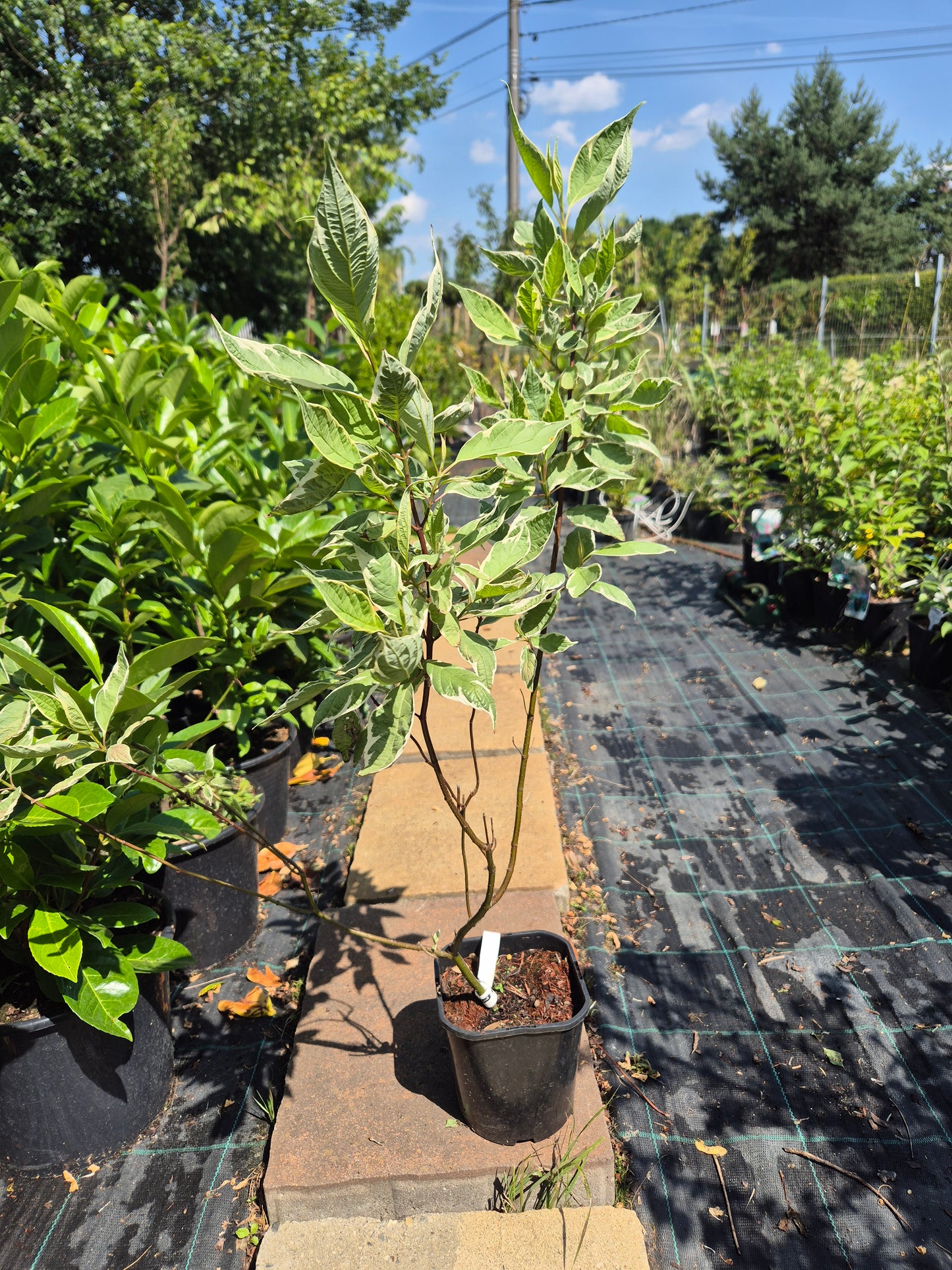 dereń biały Sibirica Variegata