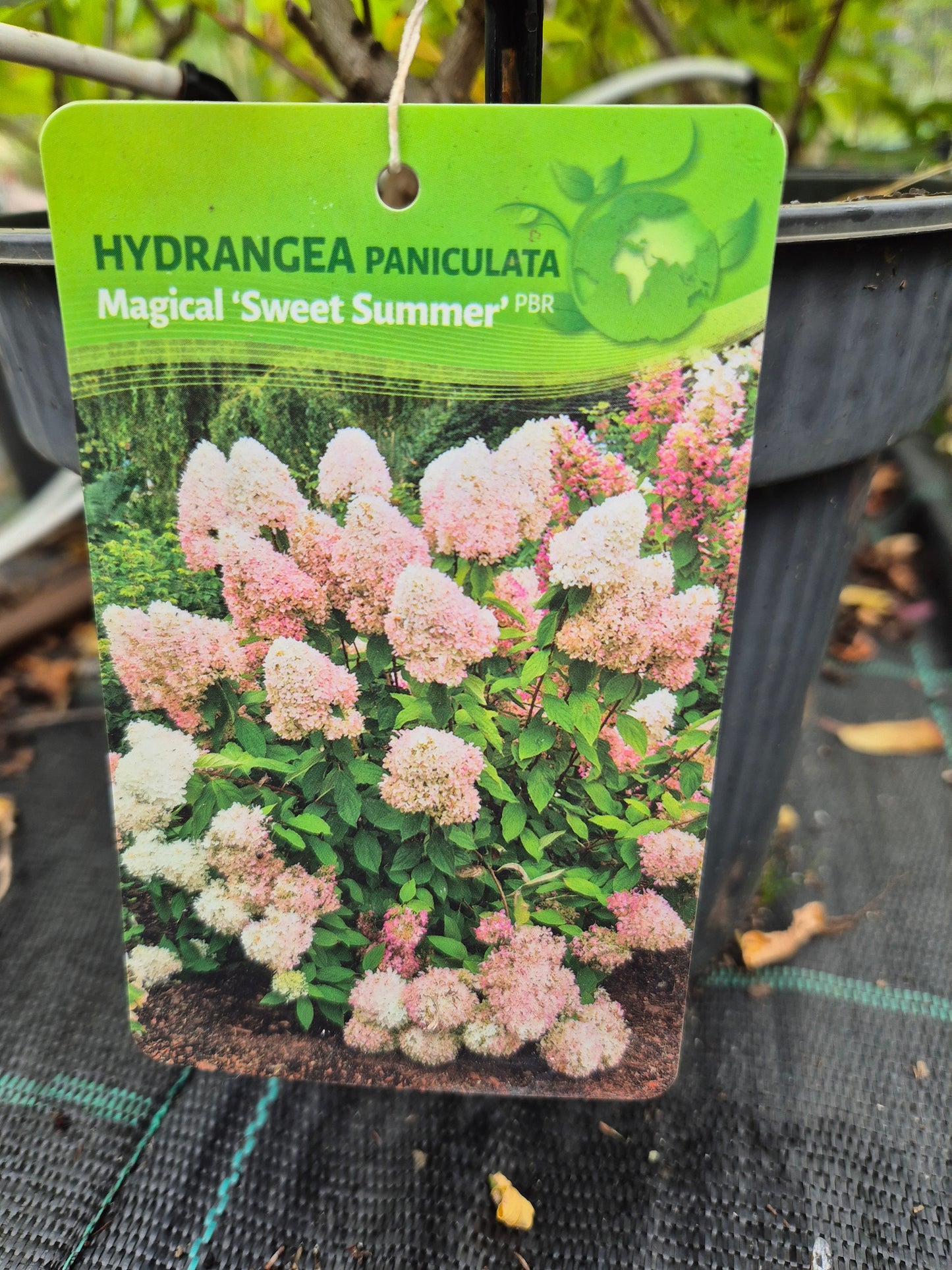 Hortensja bukietowa 'Magical Sweet Summer'