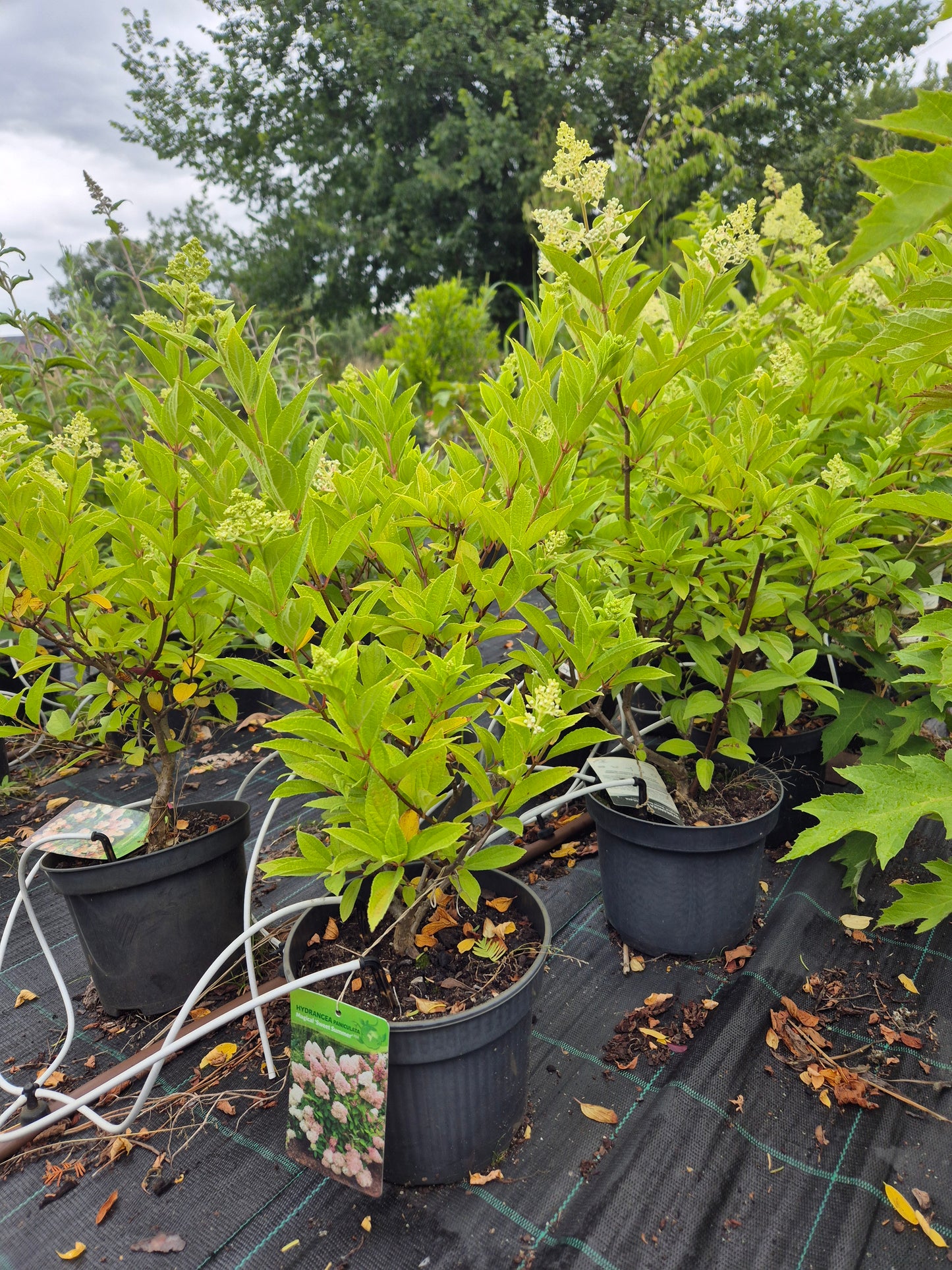 Hortensja bukietowa 'Magical Sweet Summer'