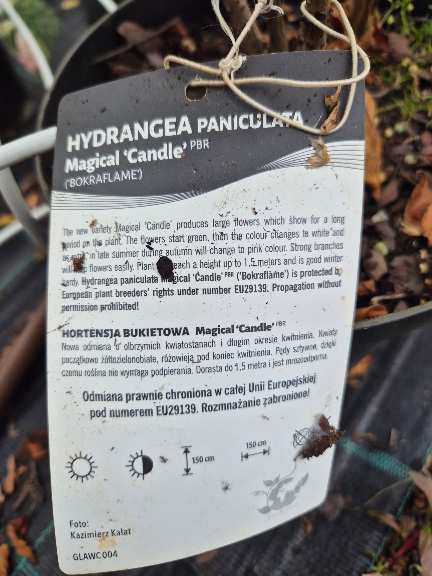 Hortensja bukietowa 'Magical Candle'