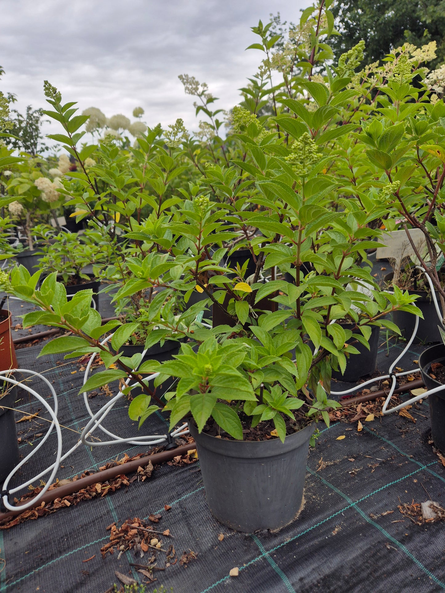 Hortensja bukietowa 'Magical Mooonlight'