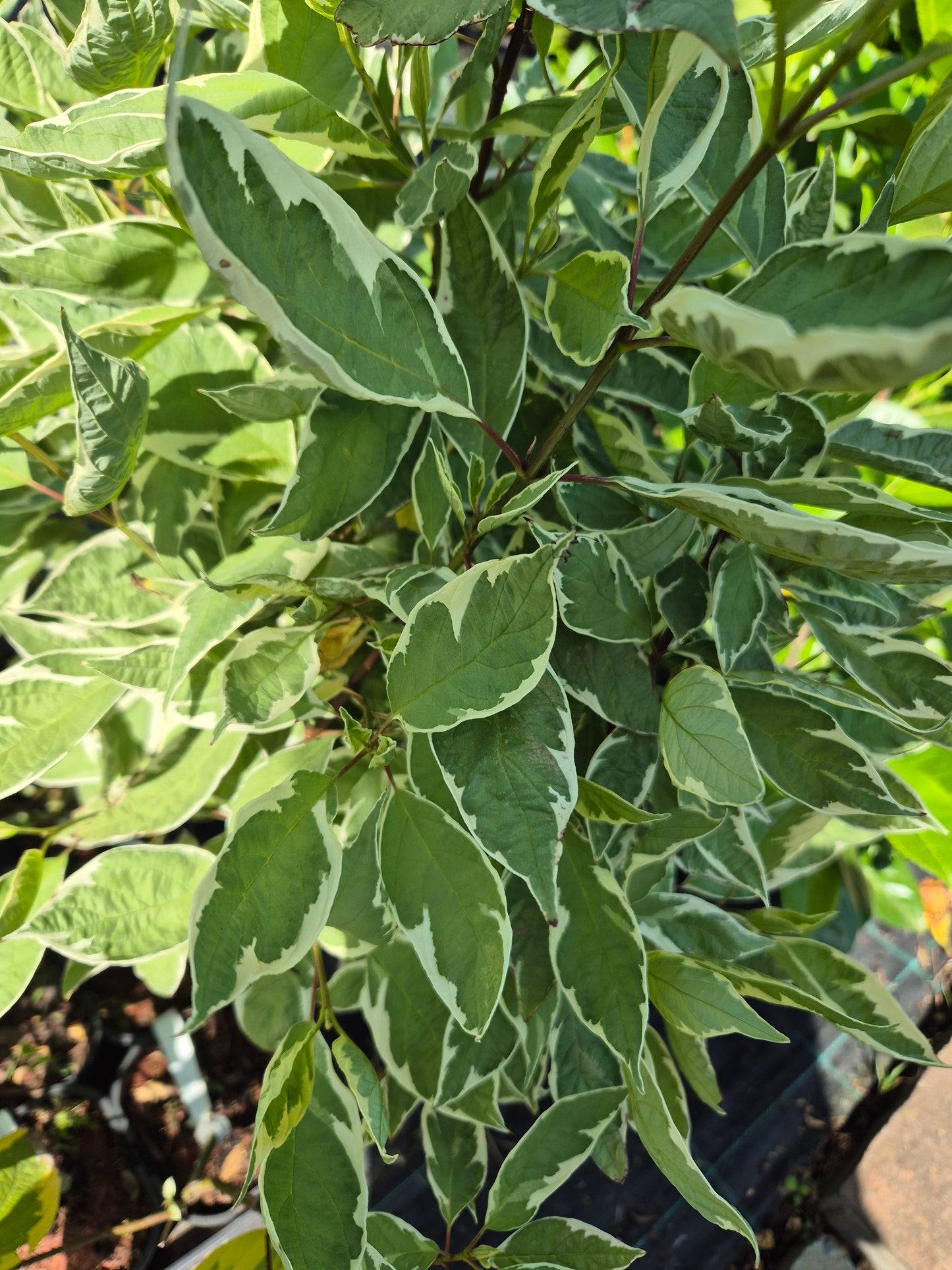 dereń biały Sibirica Variegata