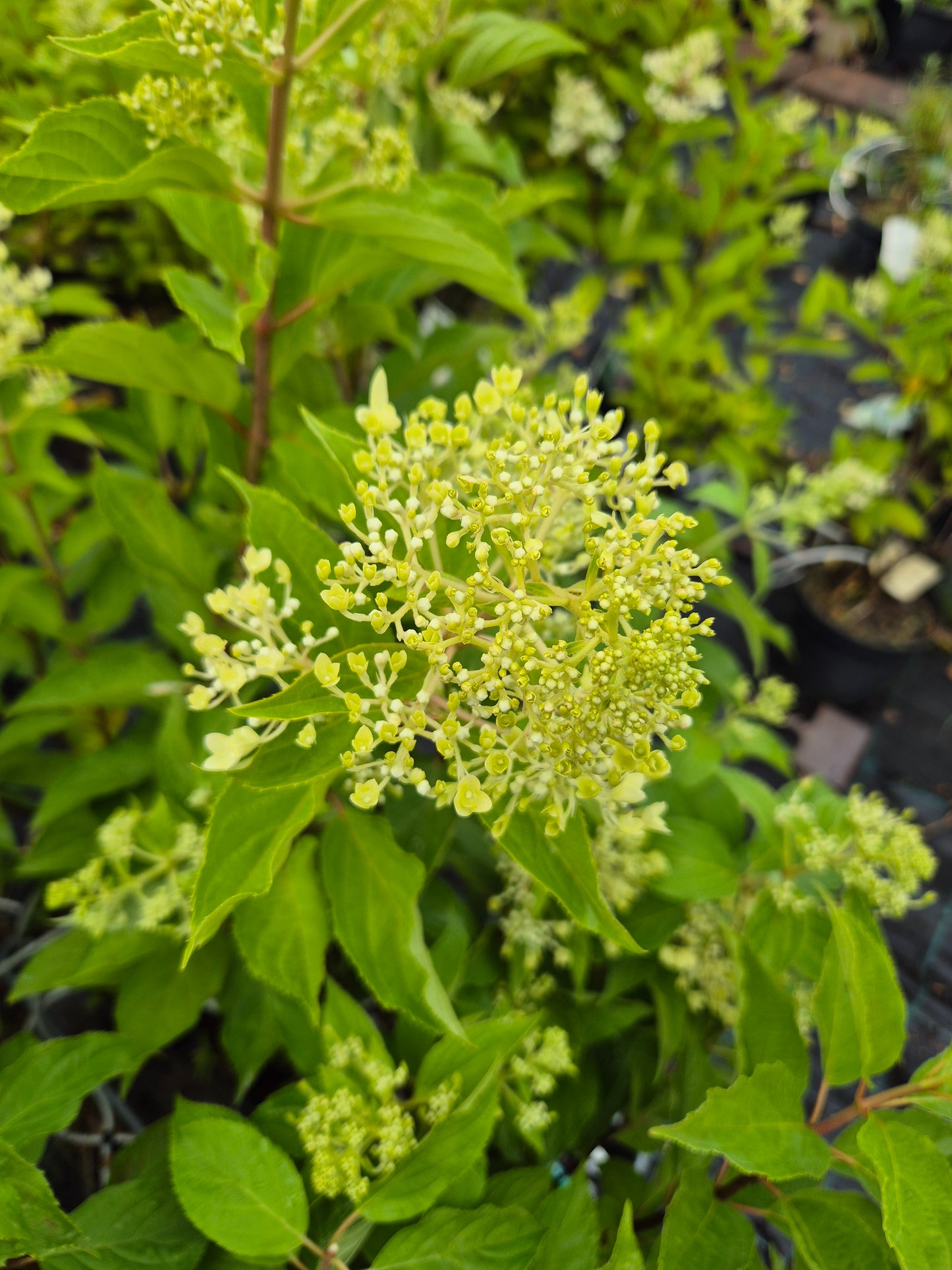 Hortensja bukietowa 'Phantom'