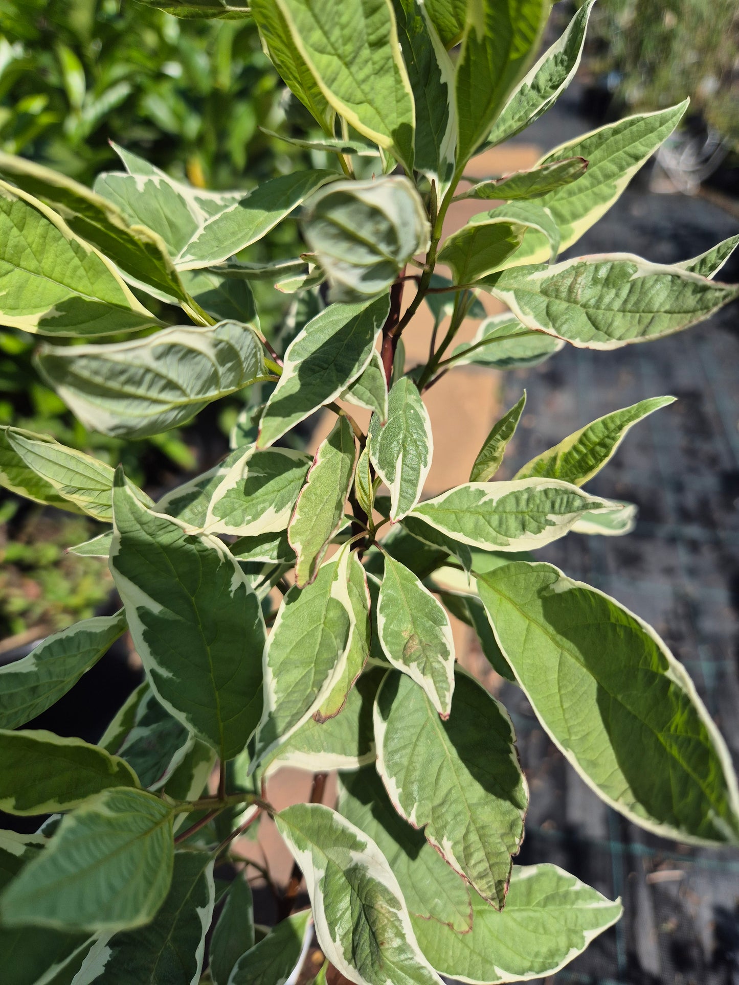 dereń biały Sibirica Variegata