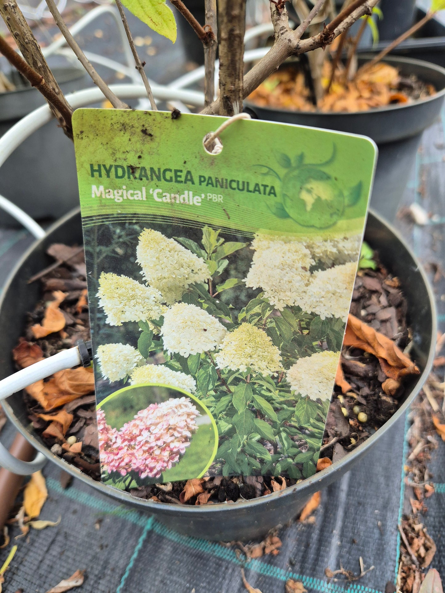Hortensja bukietowa 'Magical Candle'