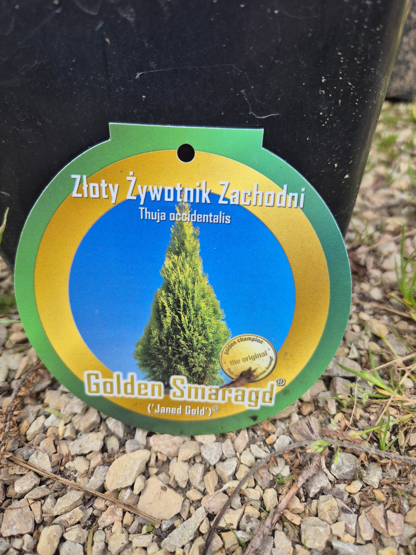 Tuja Golden Smaragd