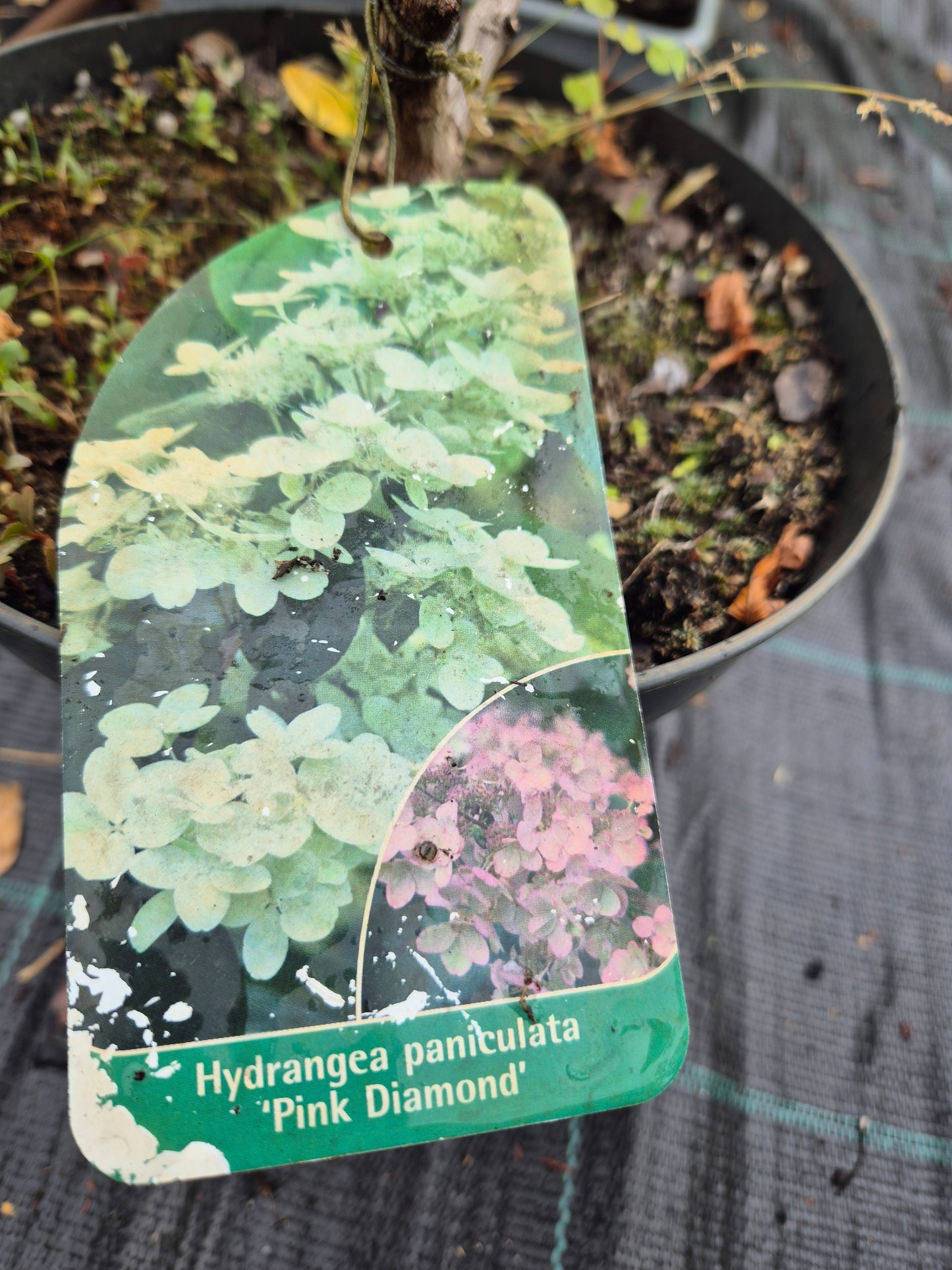 Hortensja 'Pink Diamond'