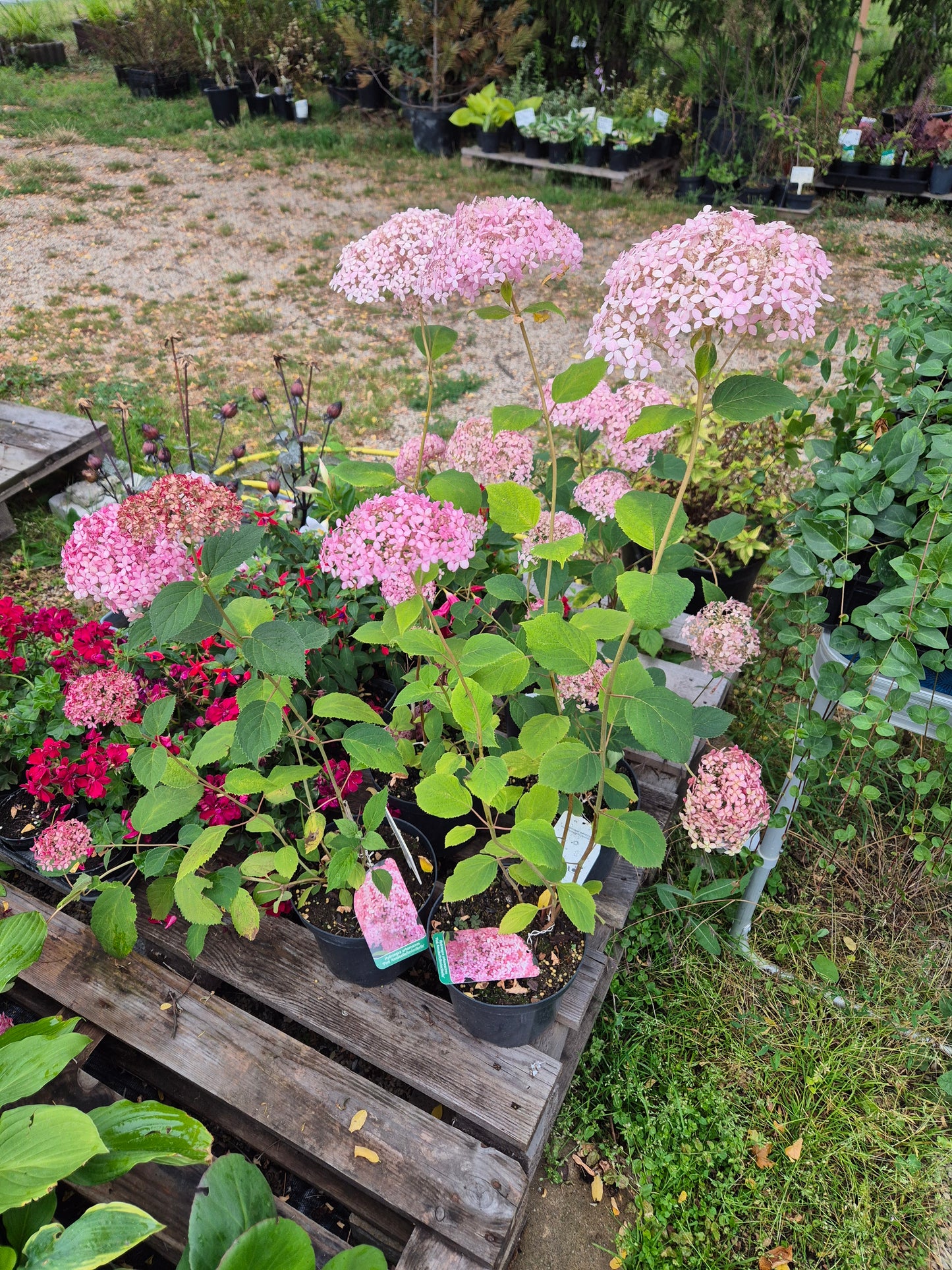 Hortensja krzewiasta 'Pink Annabelle'