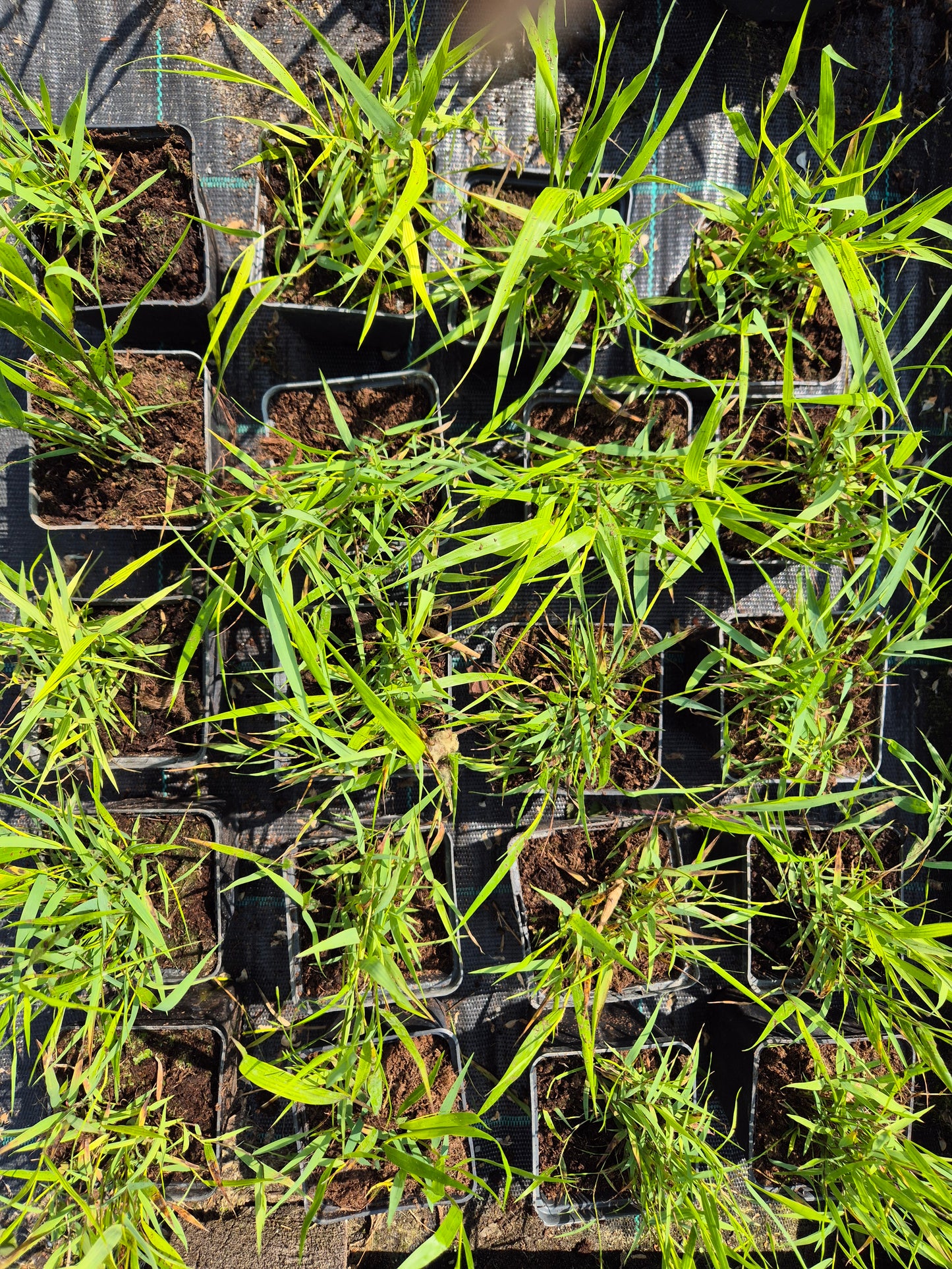 Hakonechloa Greenhills p9