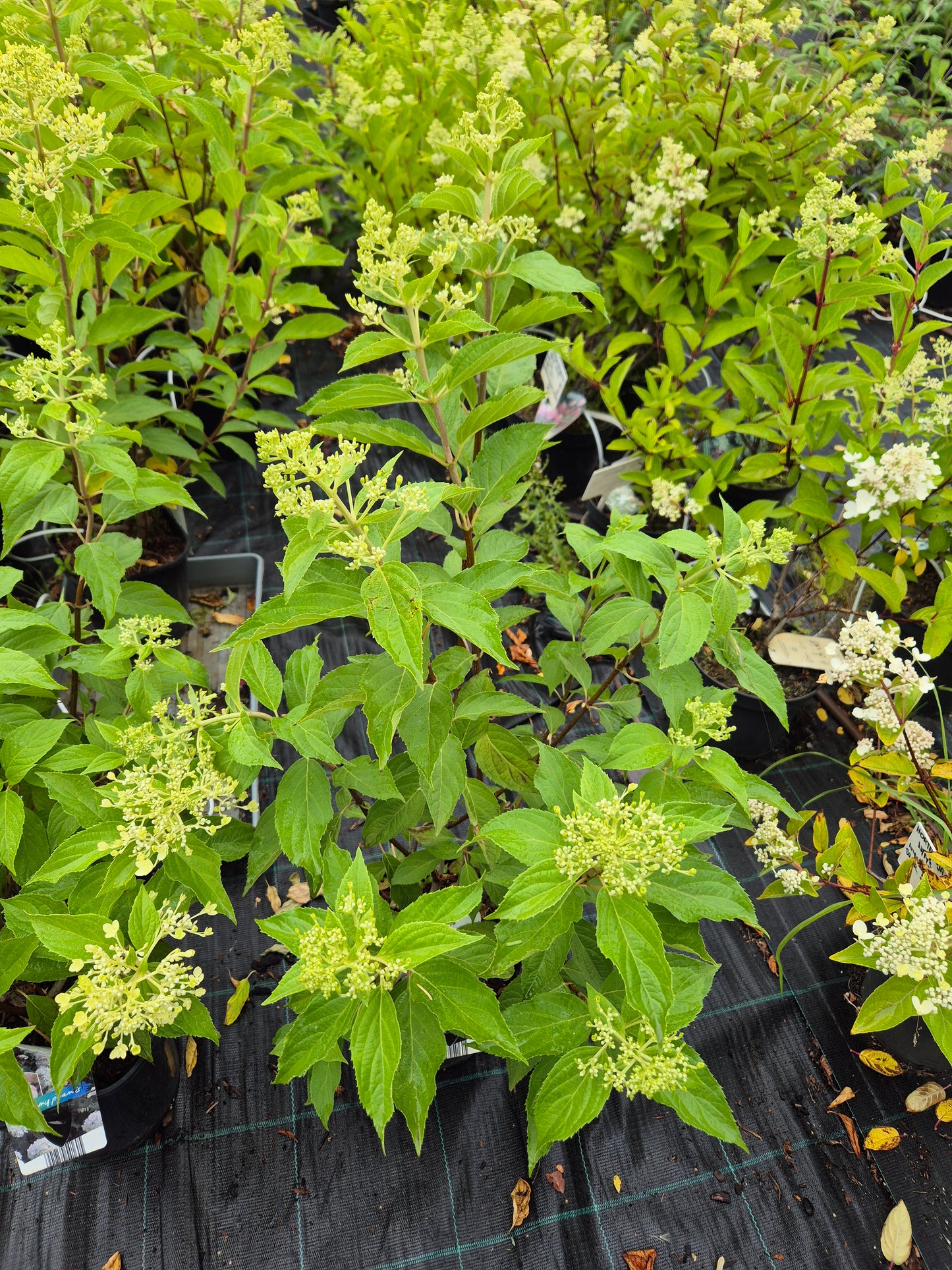 Hortensja bukietowa 'Phantom'