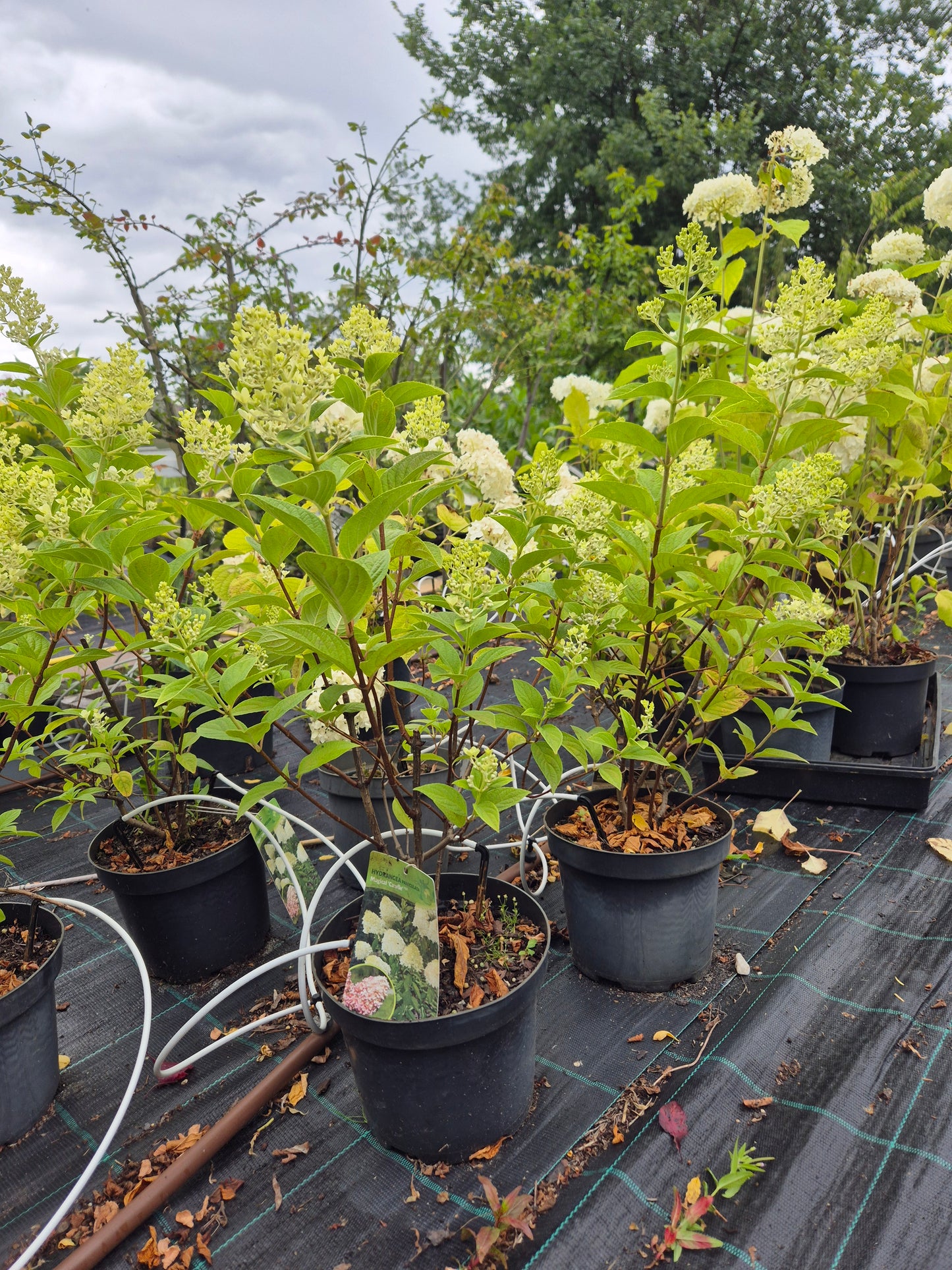 Hortensja bukietowa 'Magical Candle'