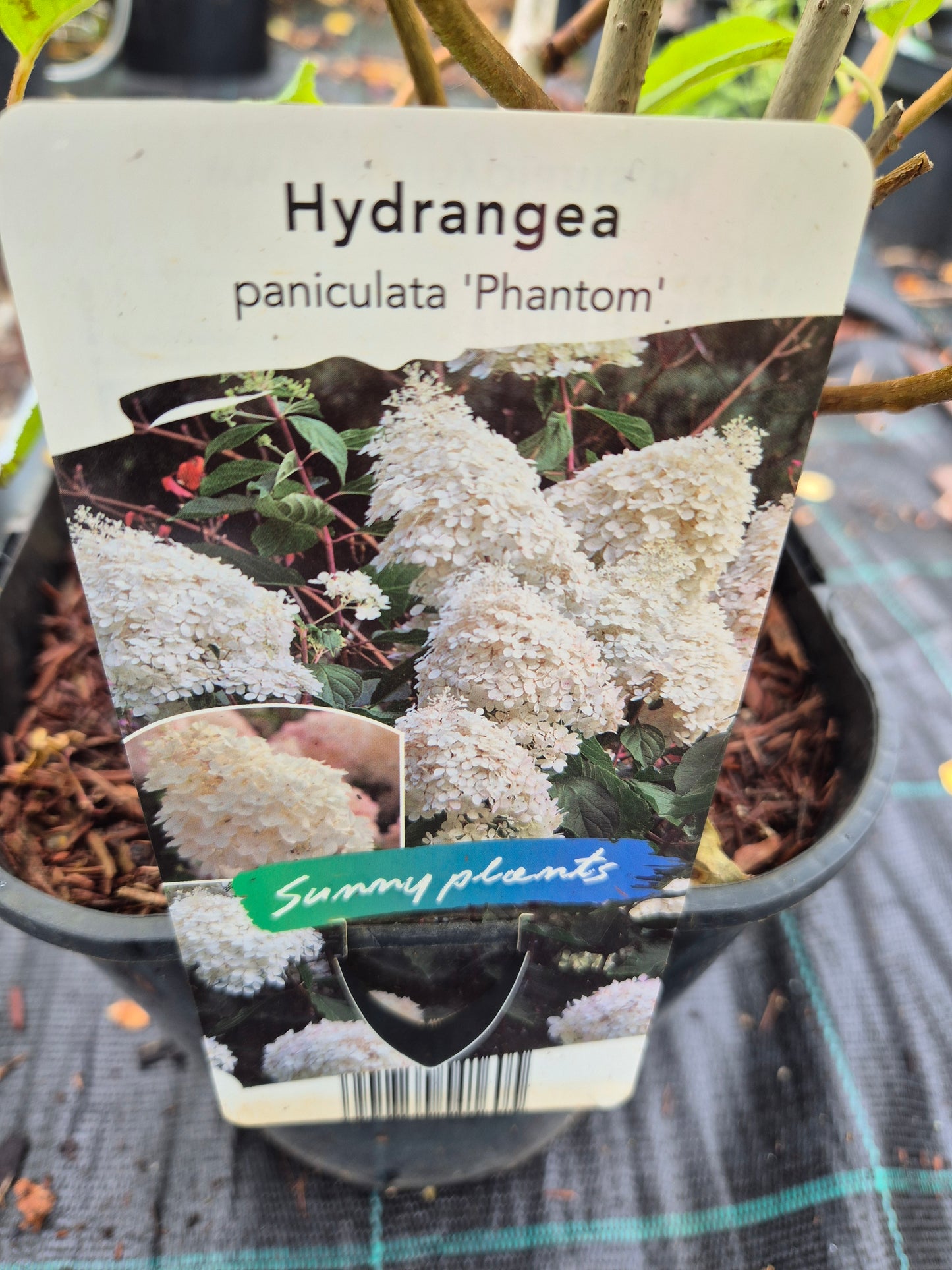 Hortensja bukietowa 'Phantom'