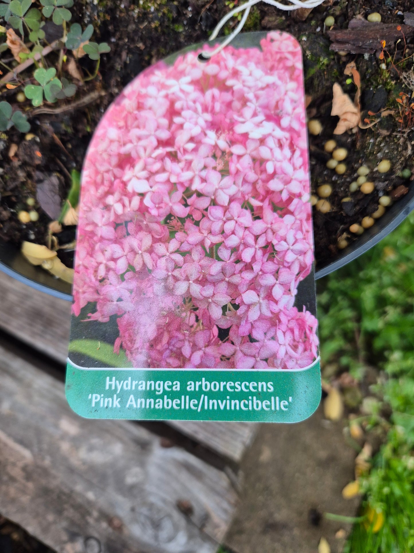 Hortensja krzewiasta 'Pink Annabelle'
