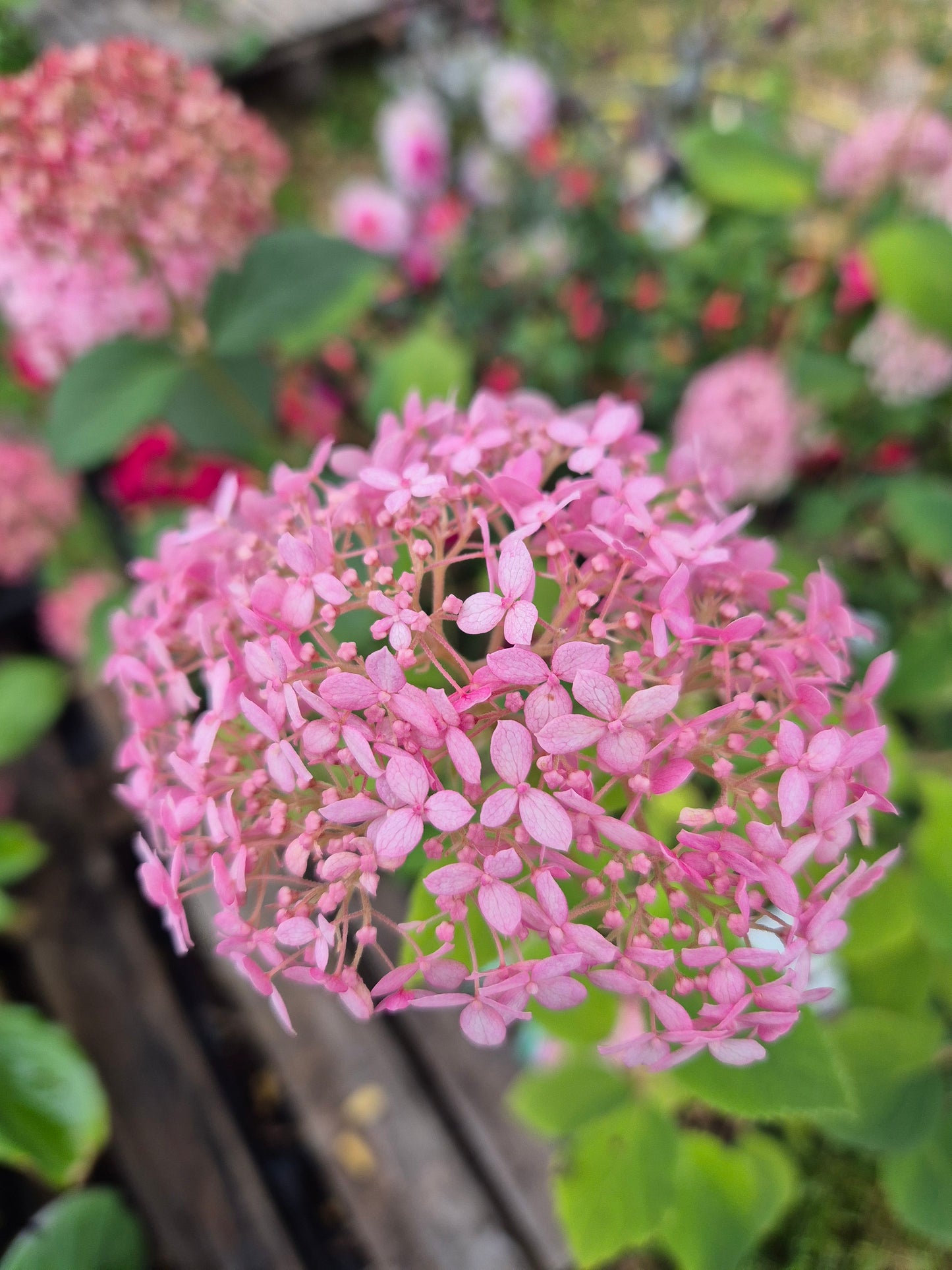 Hortensja krzewiasta 'Pink Annabelle'