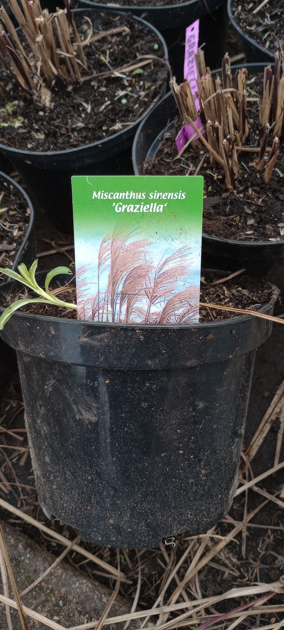 Miskant chiński 'Graziella' doniczka 5 L