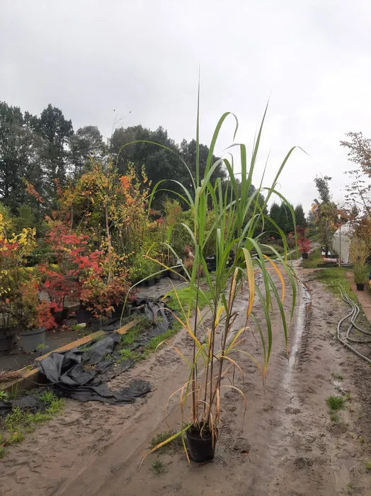 Miskant olbrzymi Miscanthus giganteus Doniczka