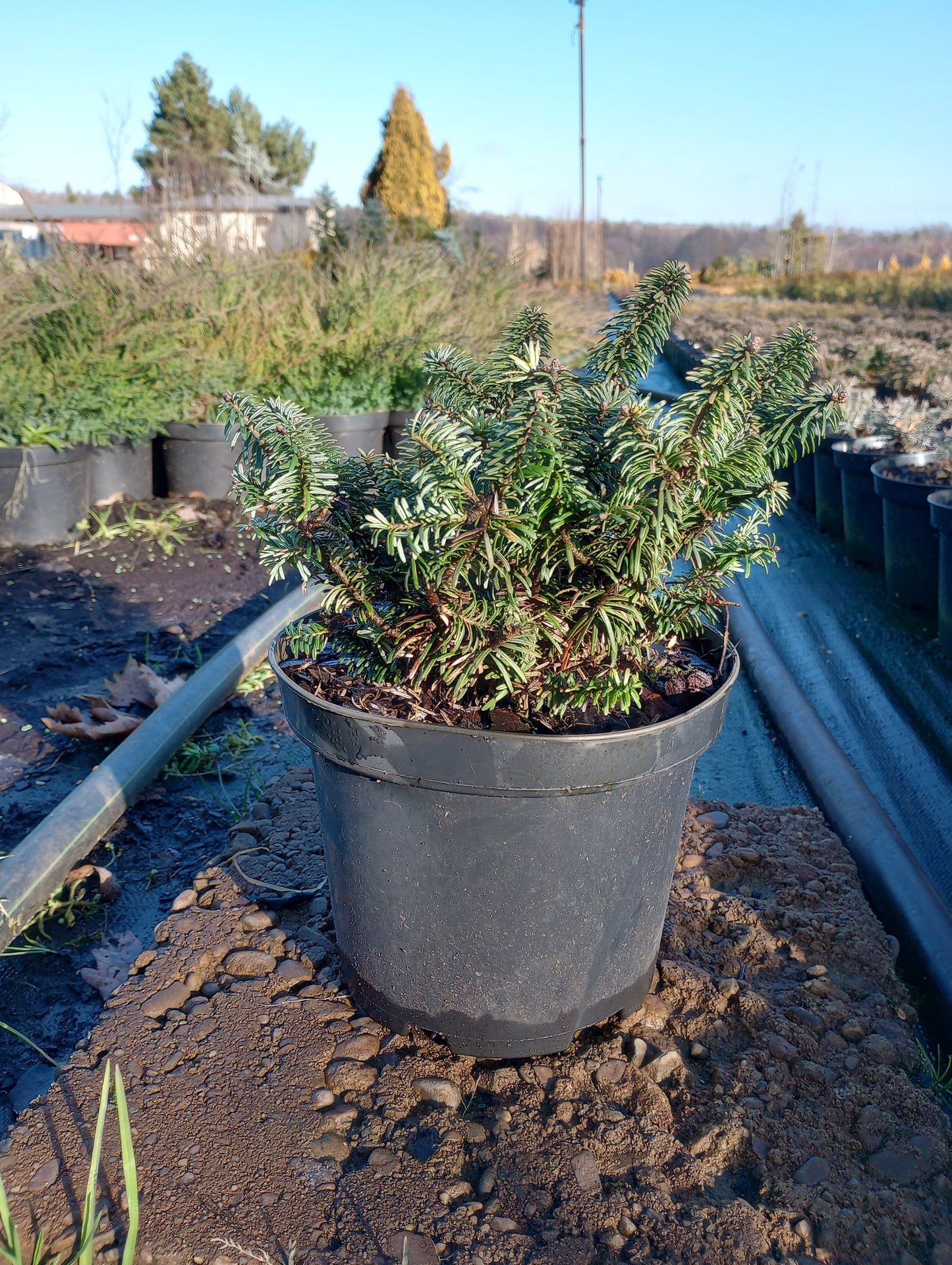 Jodła balsamiczna 'Nana'