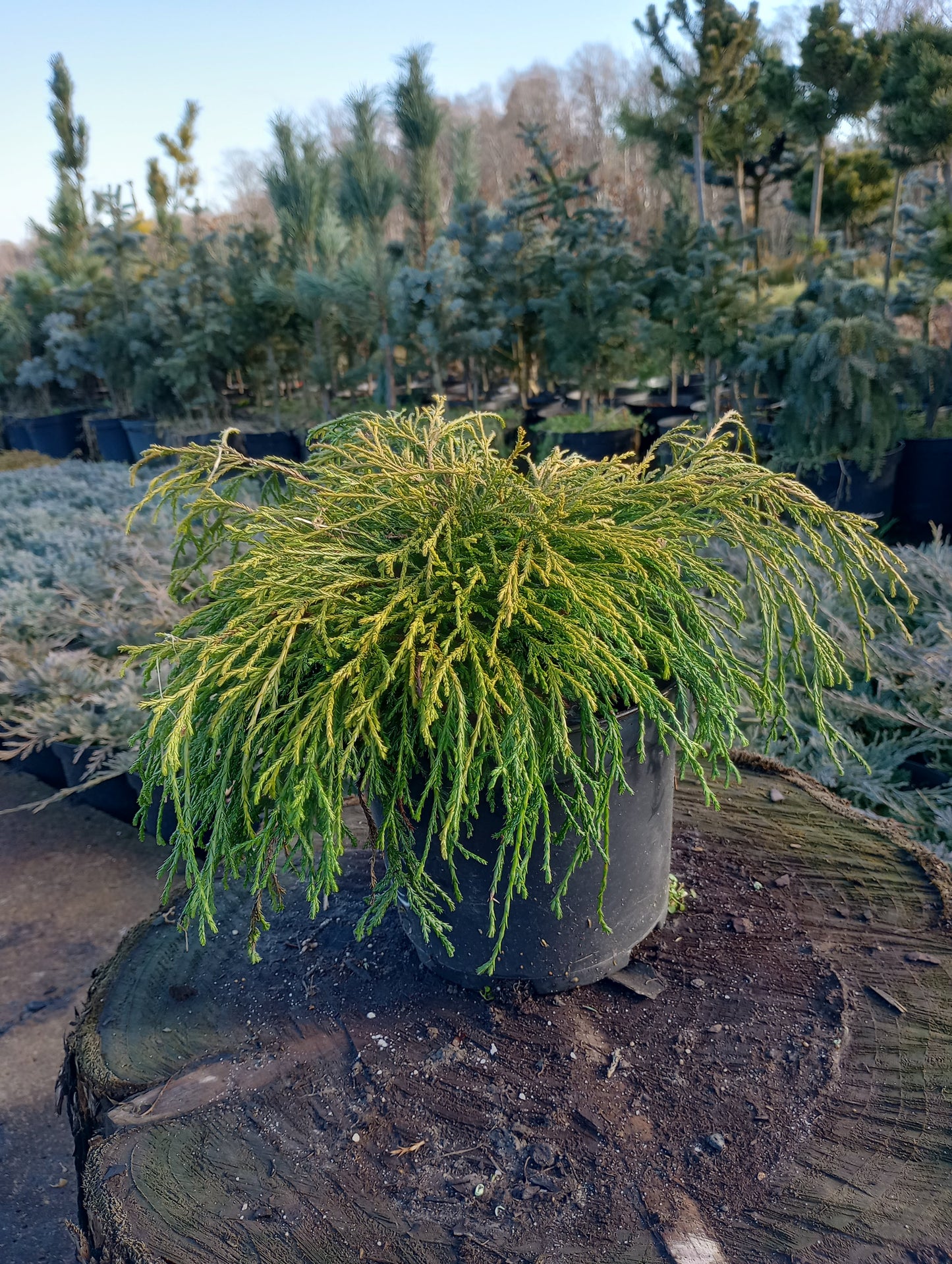 Cyprysik groszkowy 'Golden Mop'