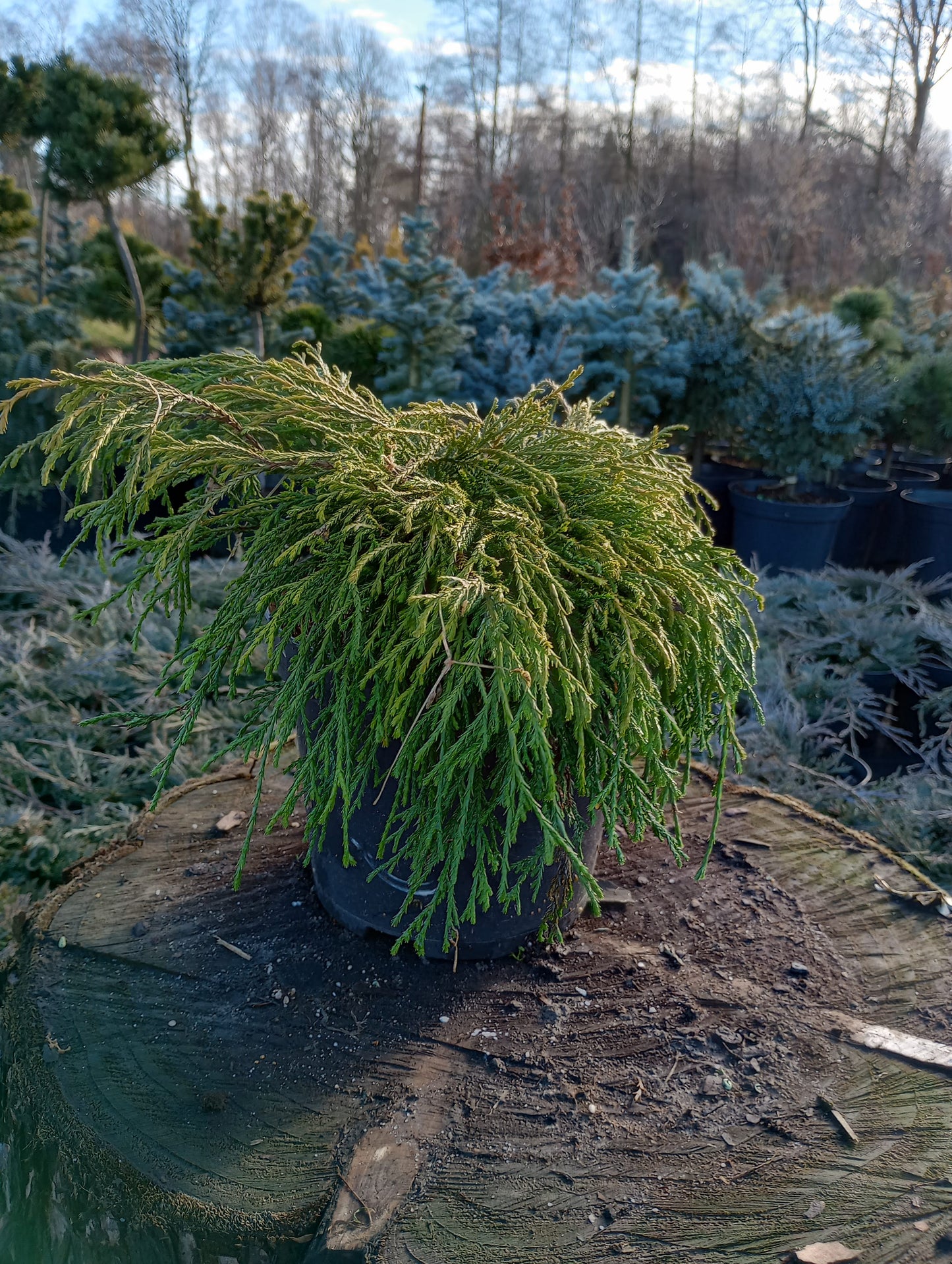 Cyprysik groszkowy 'Golden Mop'