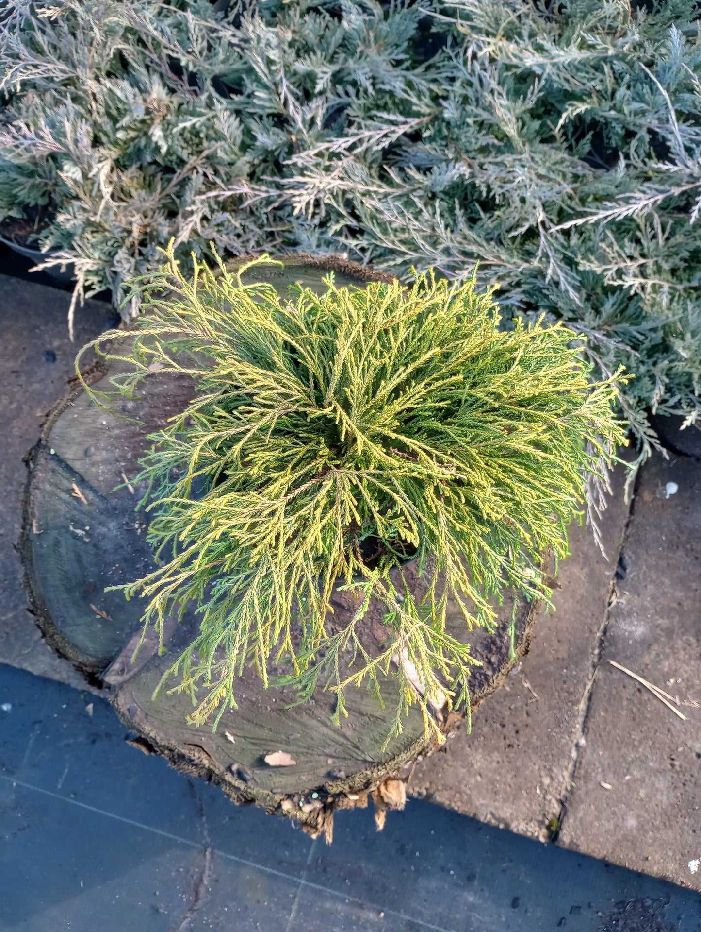 Cyprysik groszkowy 'Golden Mop'