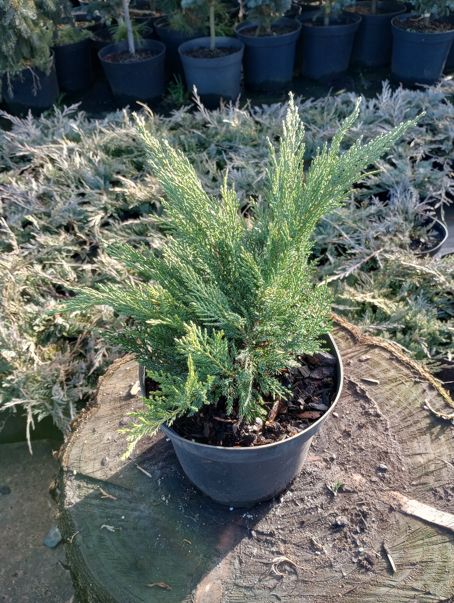 Jałowiec sabiński 'Tamariscifolia', 'Sabina'