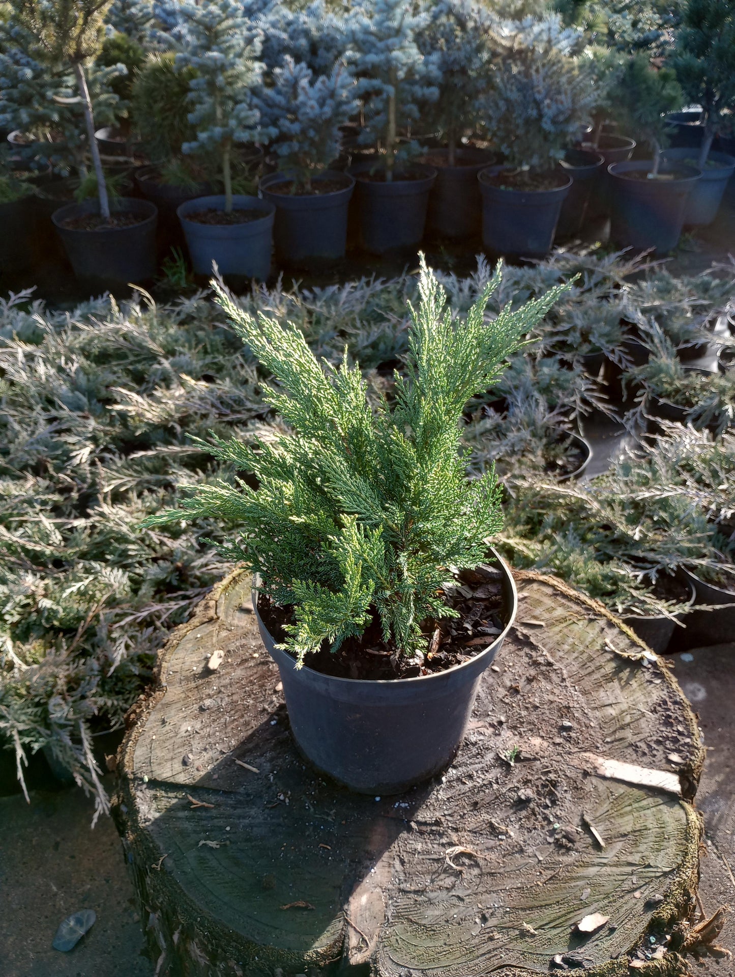 Jałowiec sabiński 'Tamariscifolia', 'Sabina'