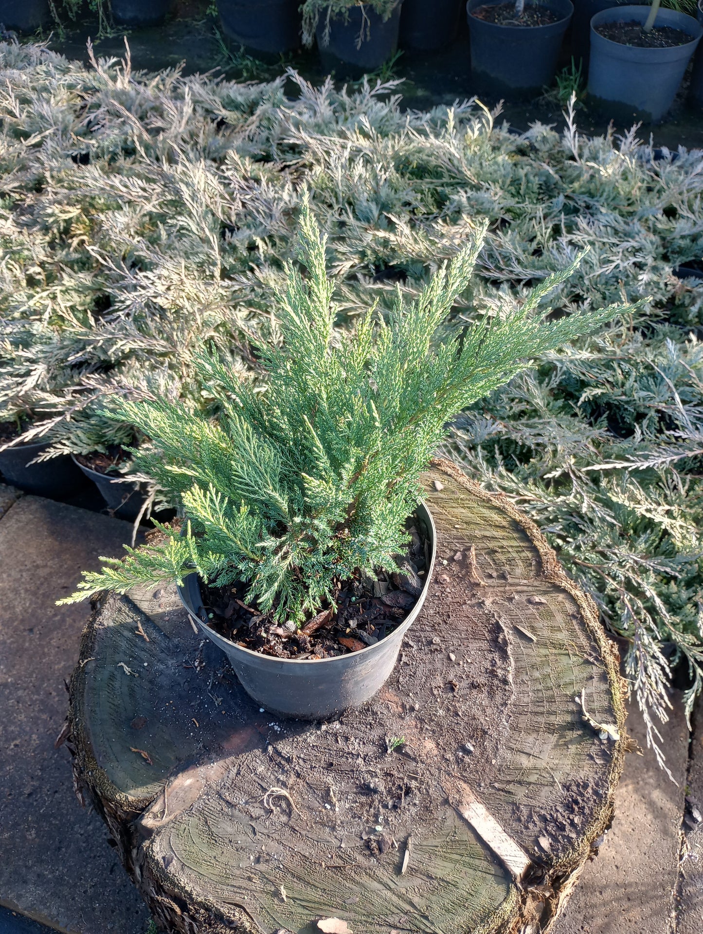 Jałowiec sabiński 'Tamariscifolia', 'Sabina'
